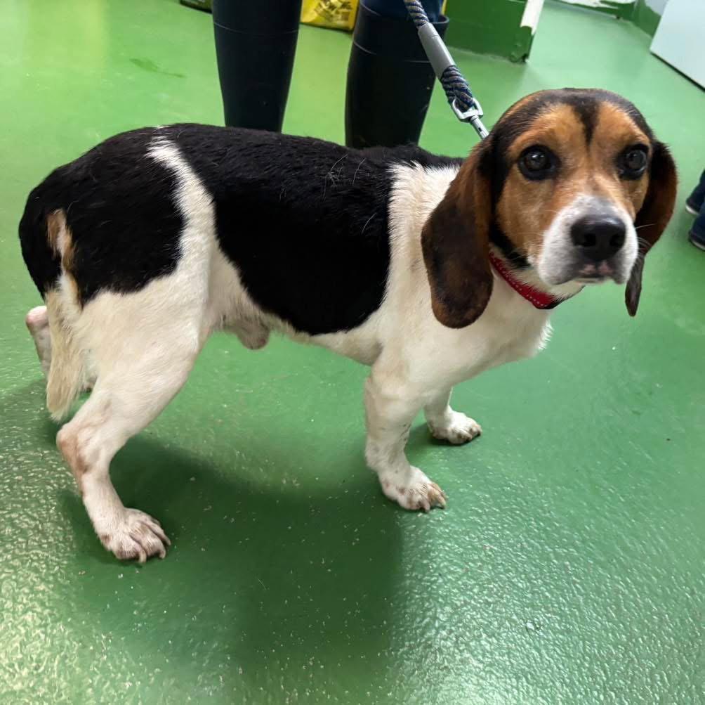 Enlarge Cinco:At shelter, a Adopted Beagle in Rustburg, VA image 3/3