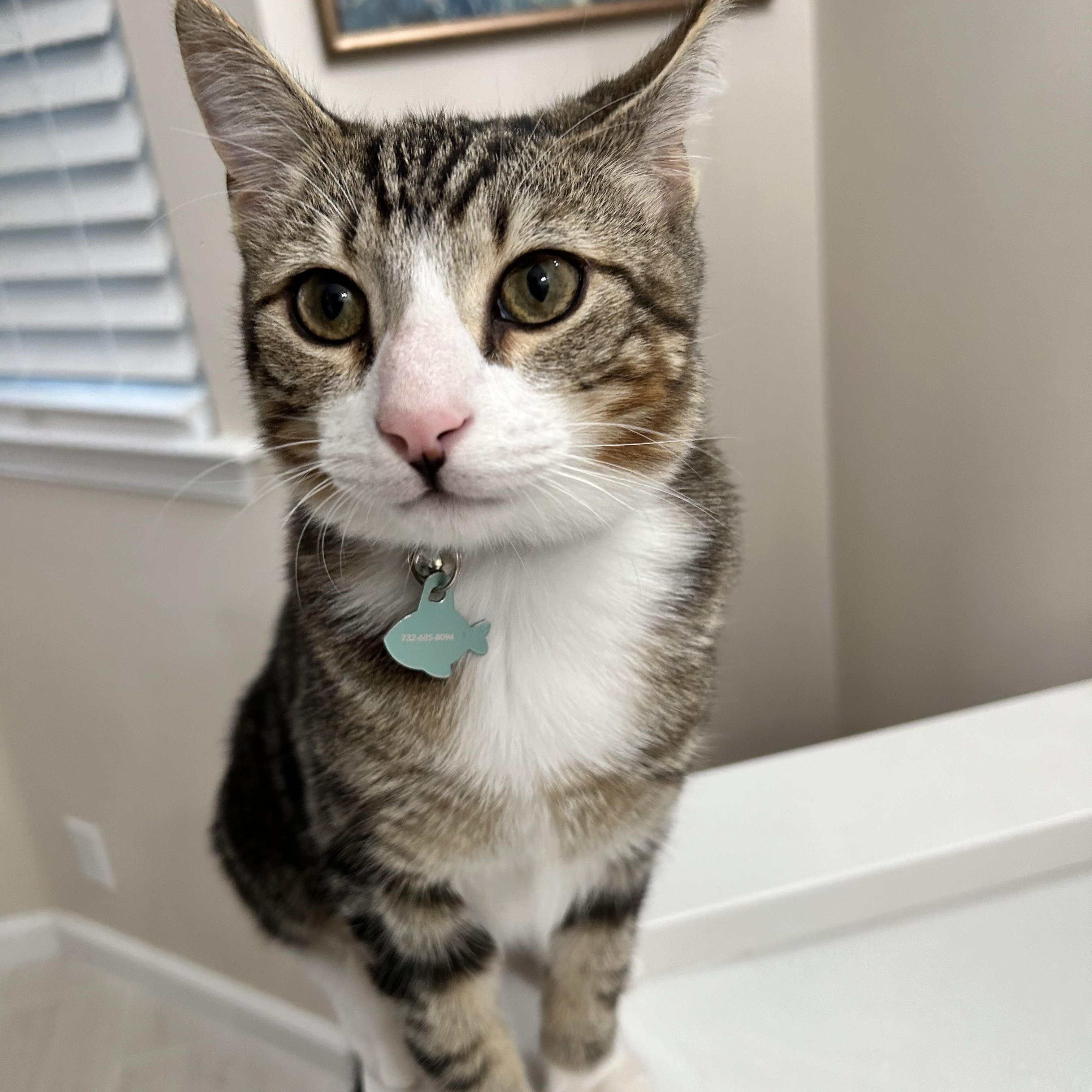 Enlarge Mako, a Adoptable Domestic Short Hair in Old Bridge, NJ image 1/2