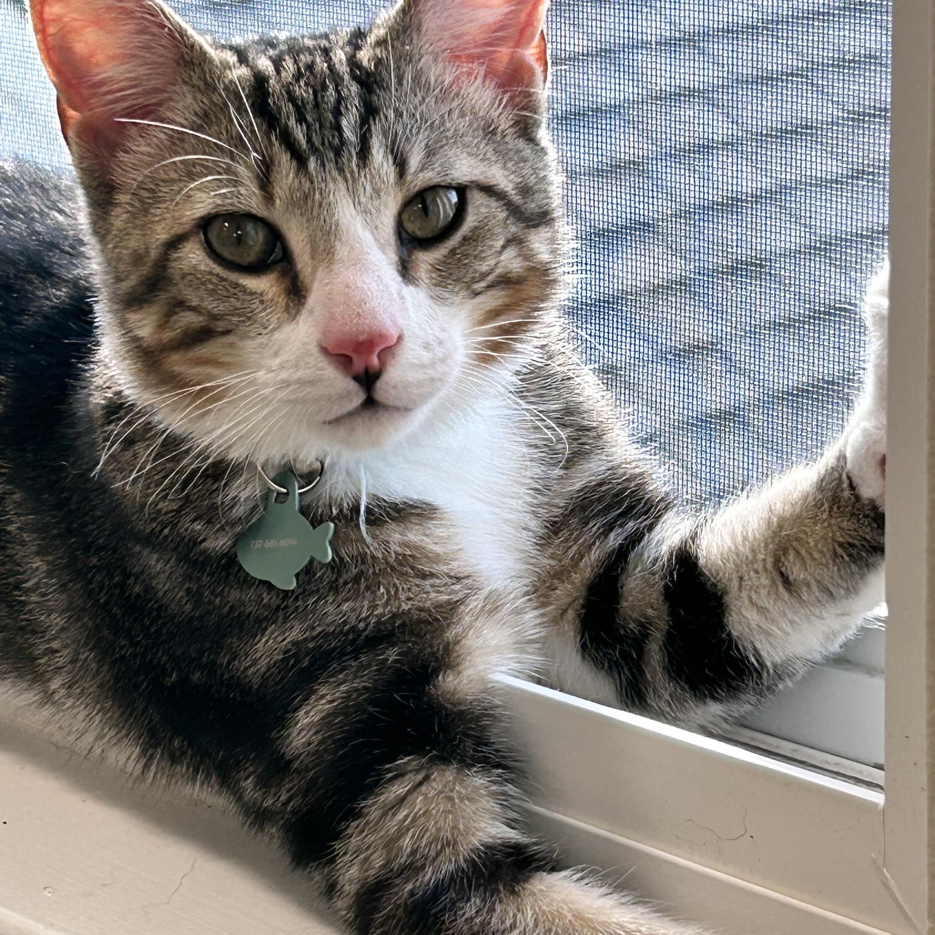 Enlarge Mako, a Adoptable Domestic Short Hair in Old Bridge, NJ image 2/2