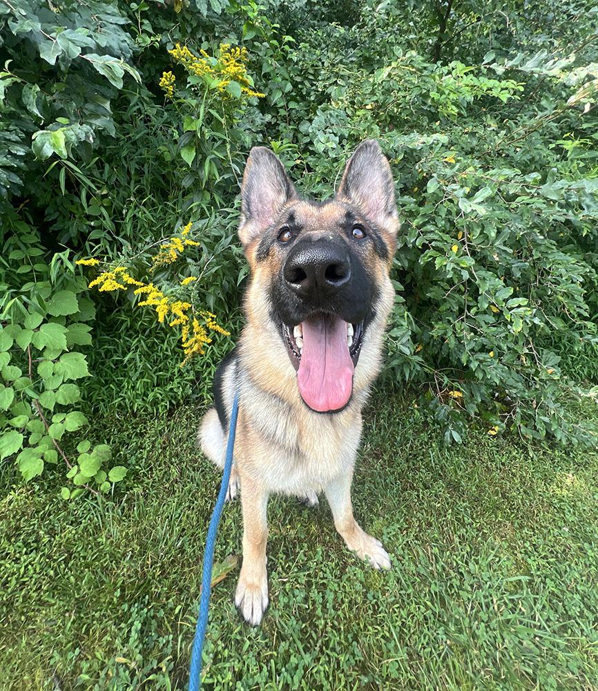 Enlarge Thunder, a Adopted German Shepherd Dog in Chevy Chase, MD image 1/1