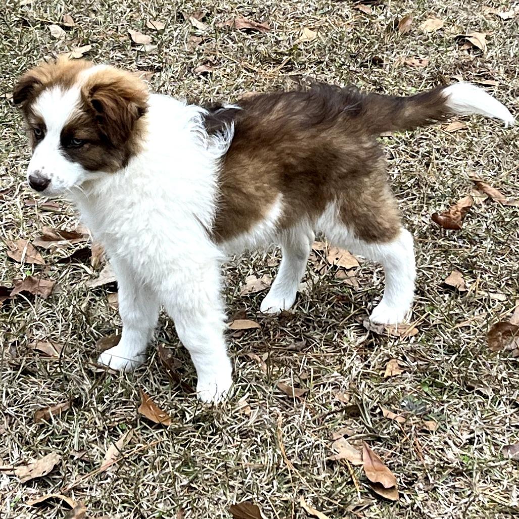 Rihanna, Adoptable, Puppy Female Australian Shepherd.