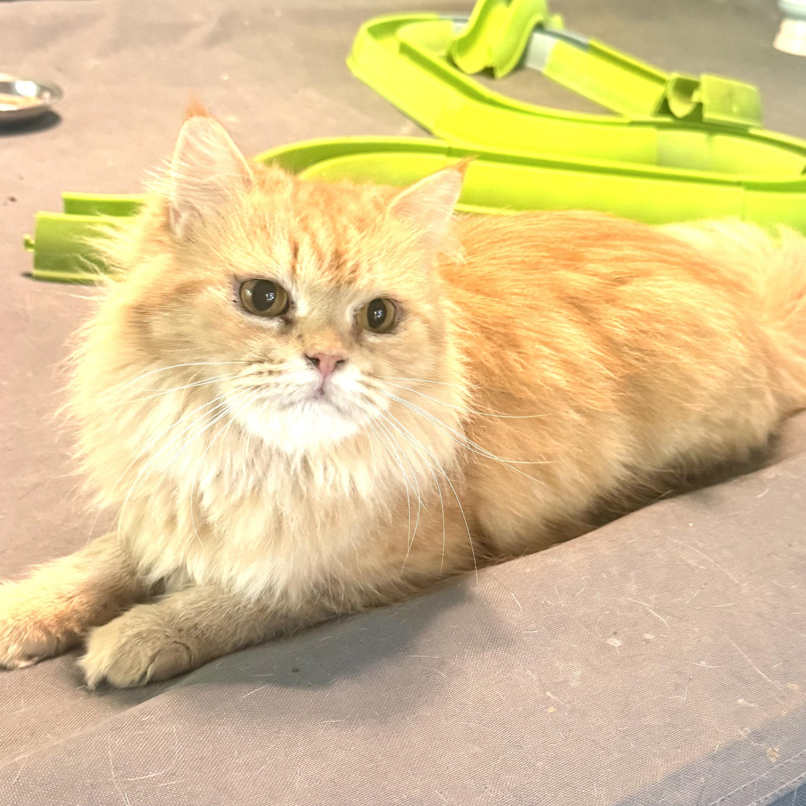 Enlarge Carmella & Moon- Persian Pair, a Adopted mixed breed in Woodbridge, VA image 3/6