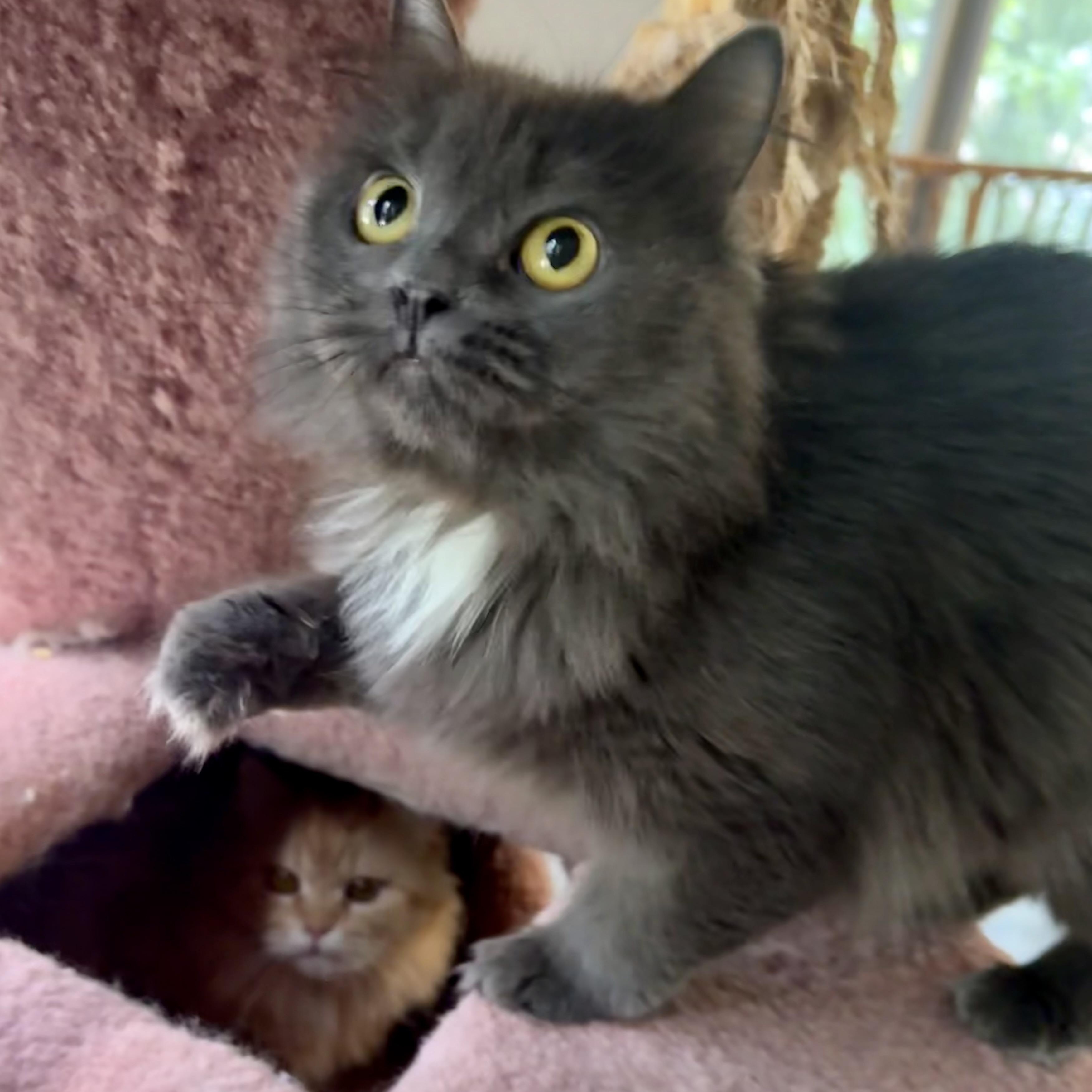 Enlarge Carmella & Moon- Persian Pair, a Adopted mixed breed in Woodbridge, VA image 4/6