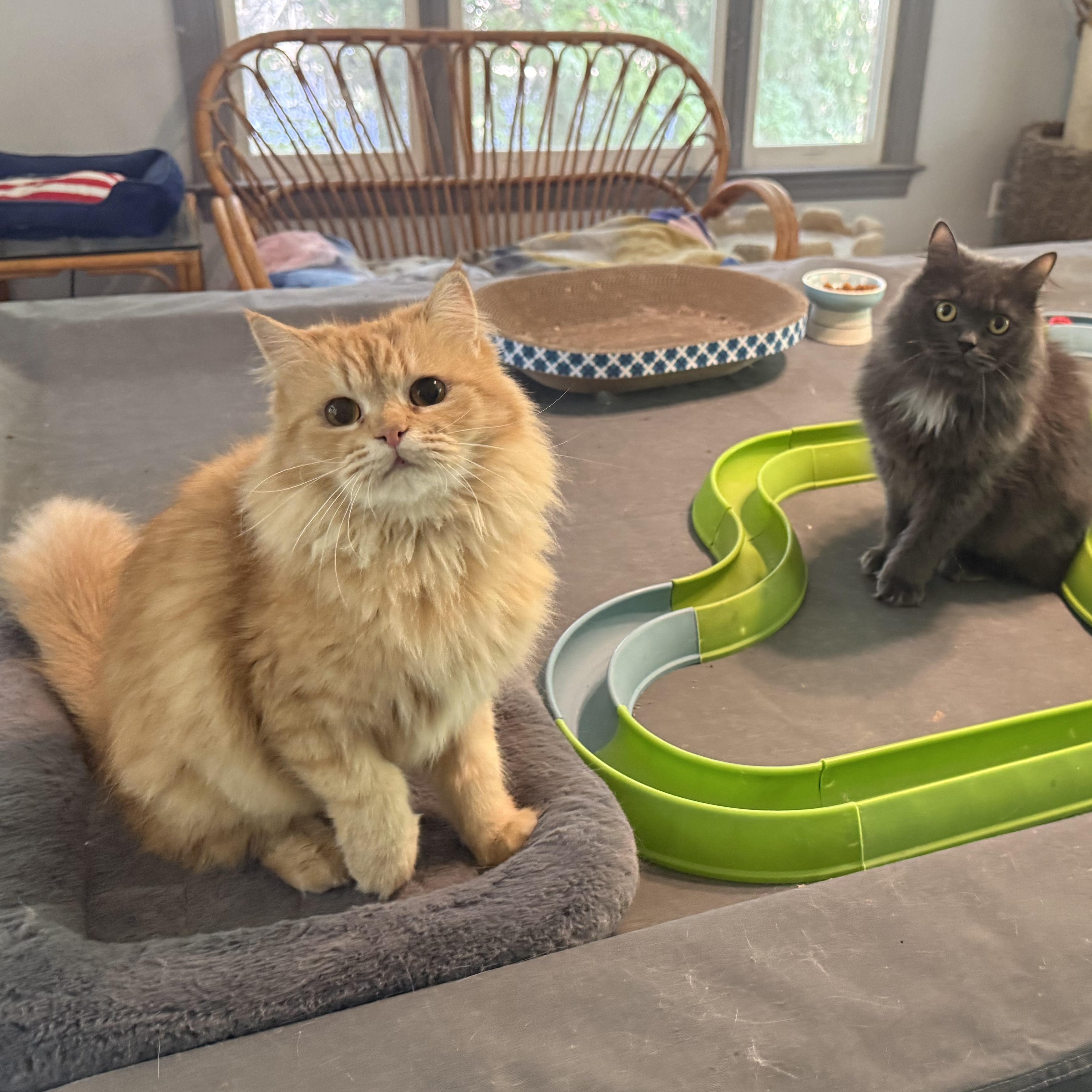 Carmella & Moon- Persian Pair, Adopted, Kitten Female Persian.