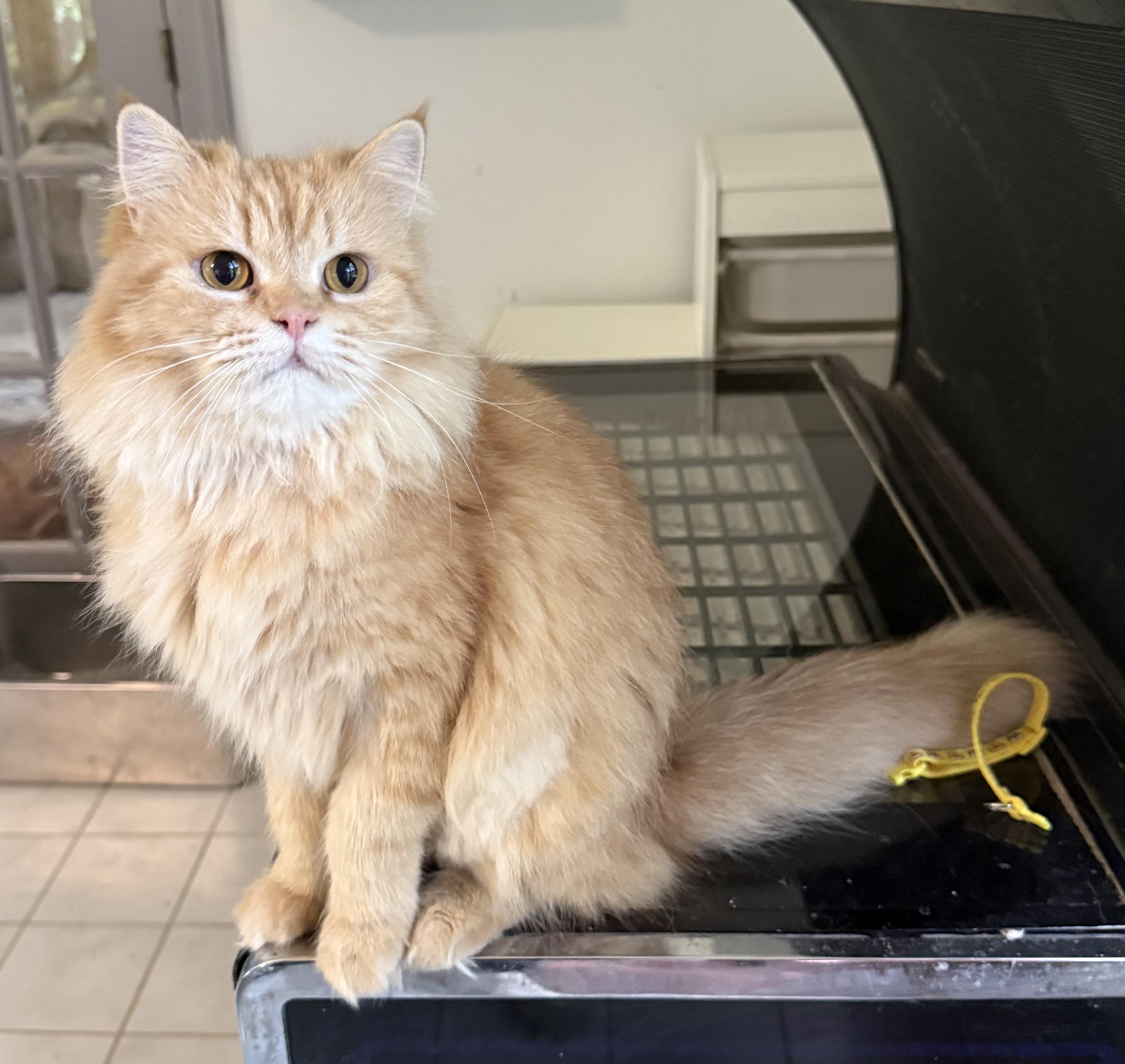 Enlarge Carmella & Moon- Persian Pair, a Adopted mixed breed in Woodbridge, VA image 5/6