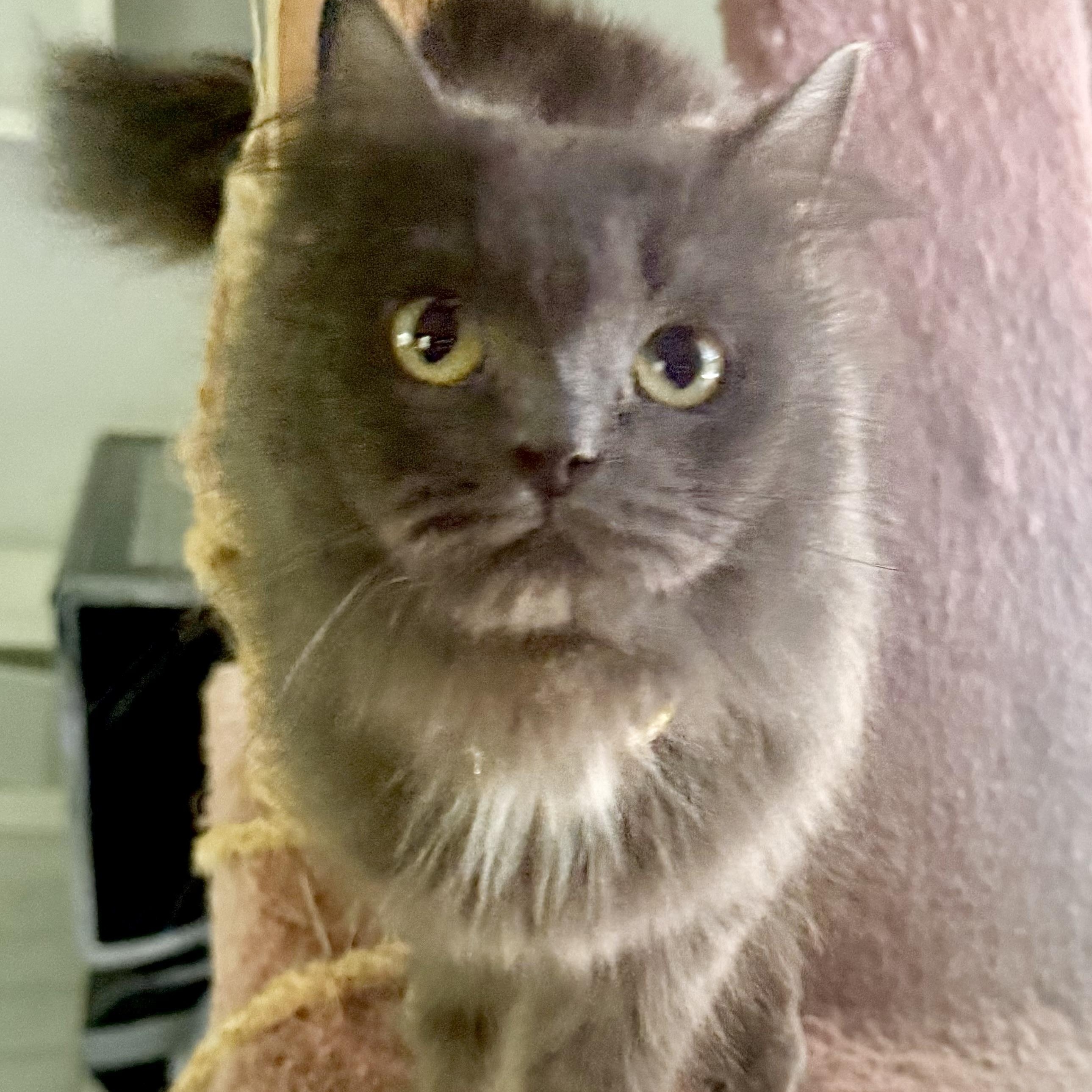 Enlarge Carmella & Moon- Persian Pair, a Adopted mixed breed in Woodbridge, VA image 2/6