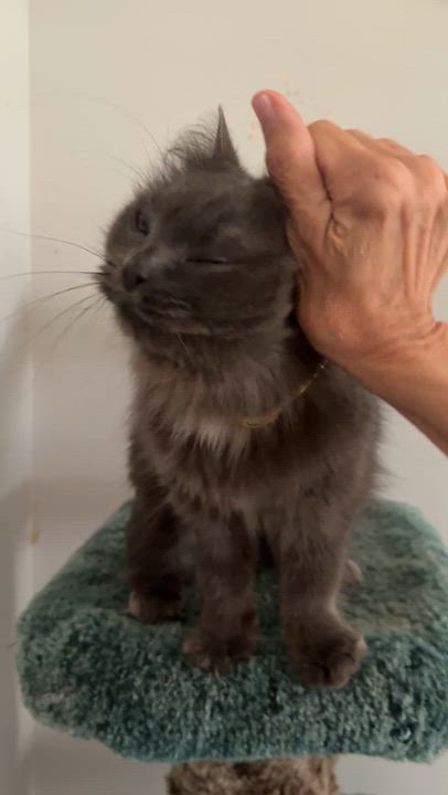 Enlarge Carmella & Moon- Persian Pair, a Adopted mixed breed in Woodbridge, VA video 6/6