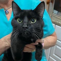 Enlarge Whirl, a ADOPTABLE Domestic Short Hair in Green Valley, AZ image 1/2