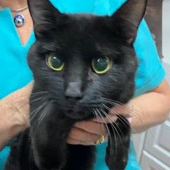 Enlarge Whirl, a ADOPTABLE Domestic Short Hair in Green Valley, AZ image 2/2