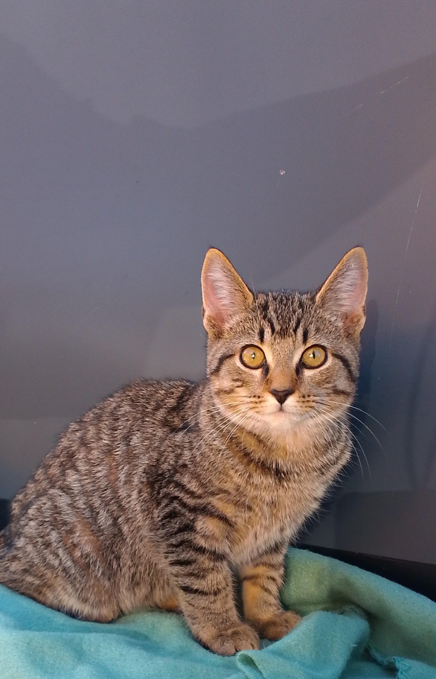 Rascal #392, Adoptable, Kitten Male Domestic Short Hair.