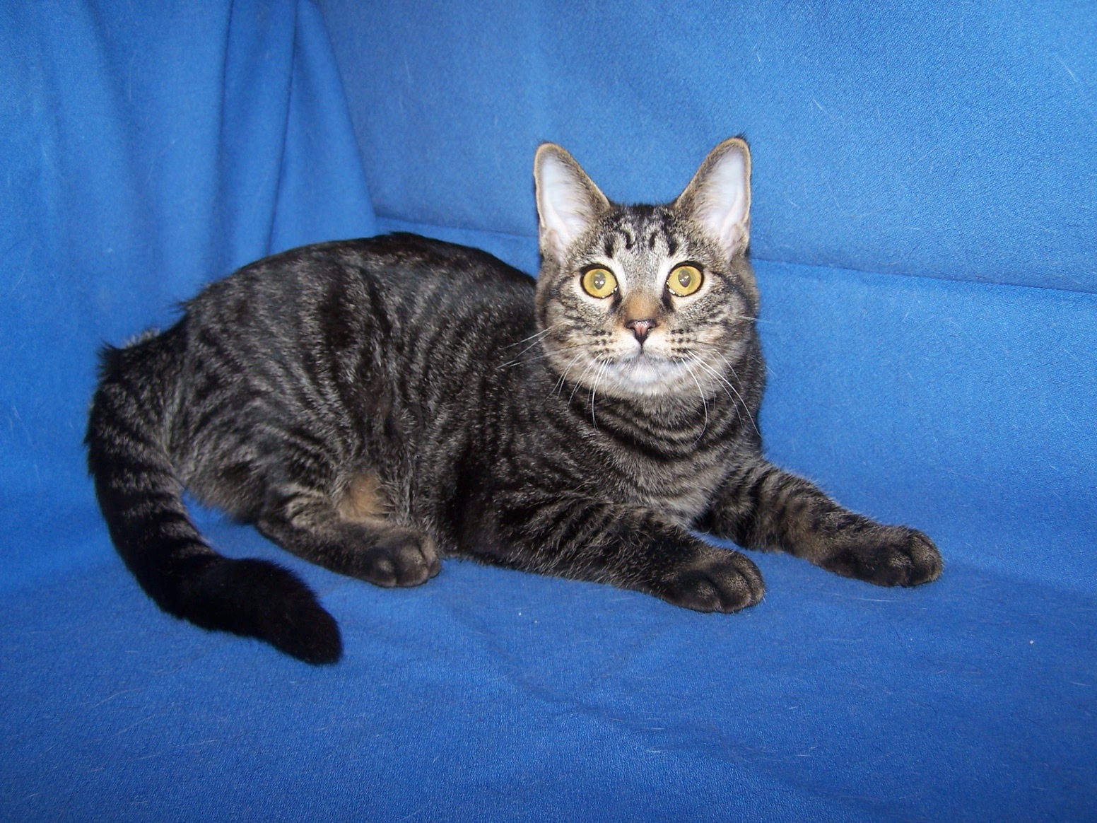 K-Dalex-Dahlia, Young Female unknown