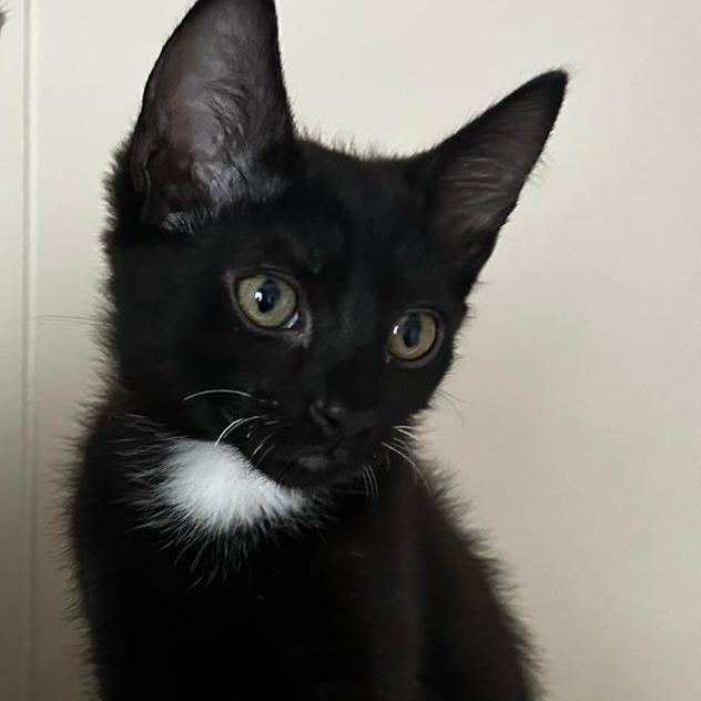 Fairy, a Adoptable Domestic Short Hair in Lions Bay, BC image 2/2