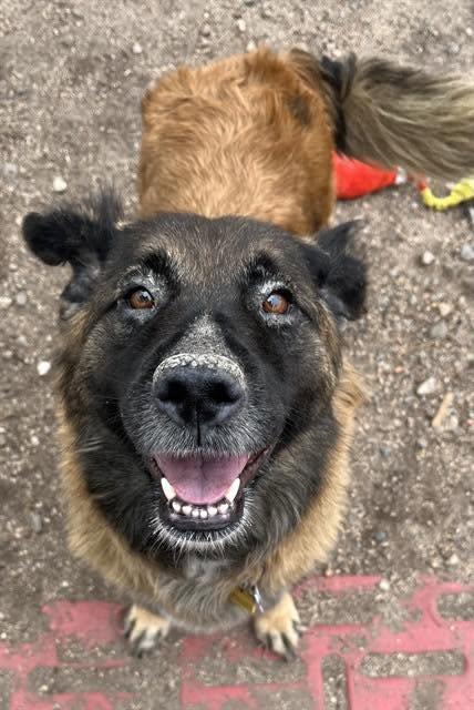 Phoebe, Adoptable, Adult Female Belgian Shepherd / Malinois.