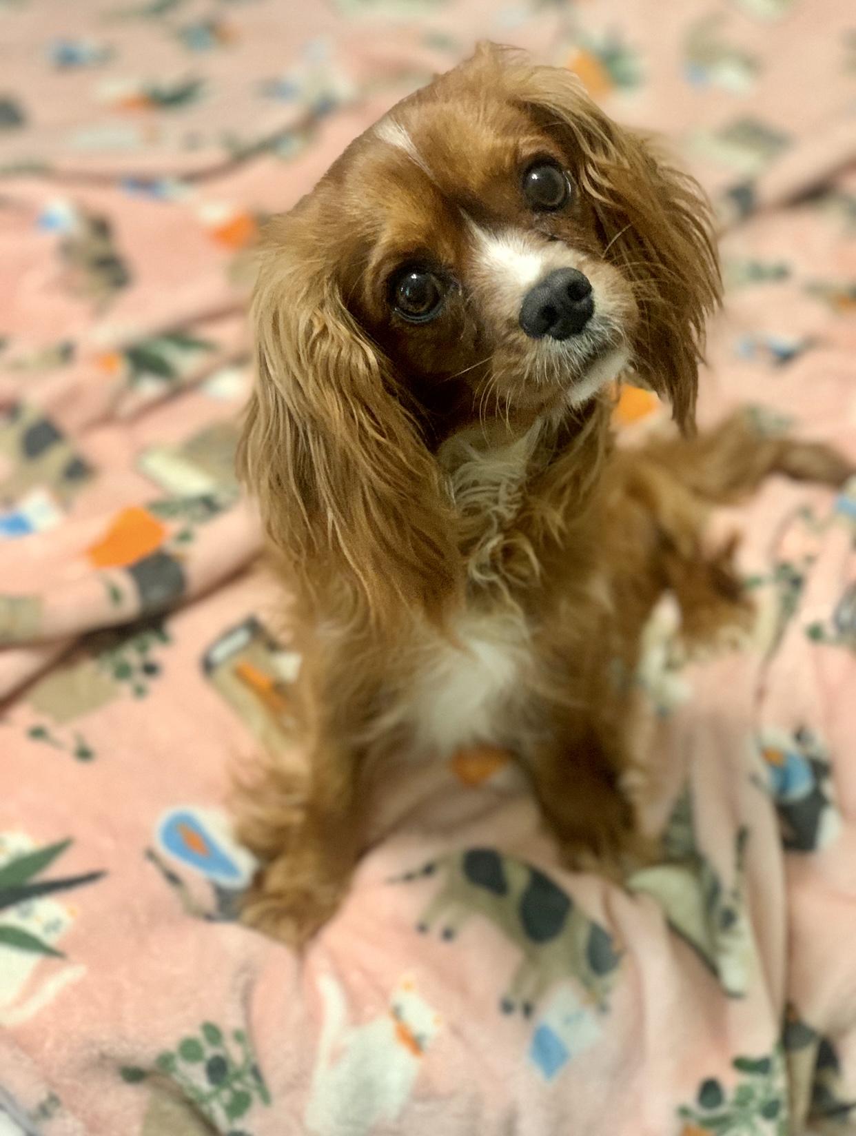 Ruby, an adopted Cavalier King Charles Spaniel in Atlanta, GA image 1/2