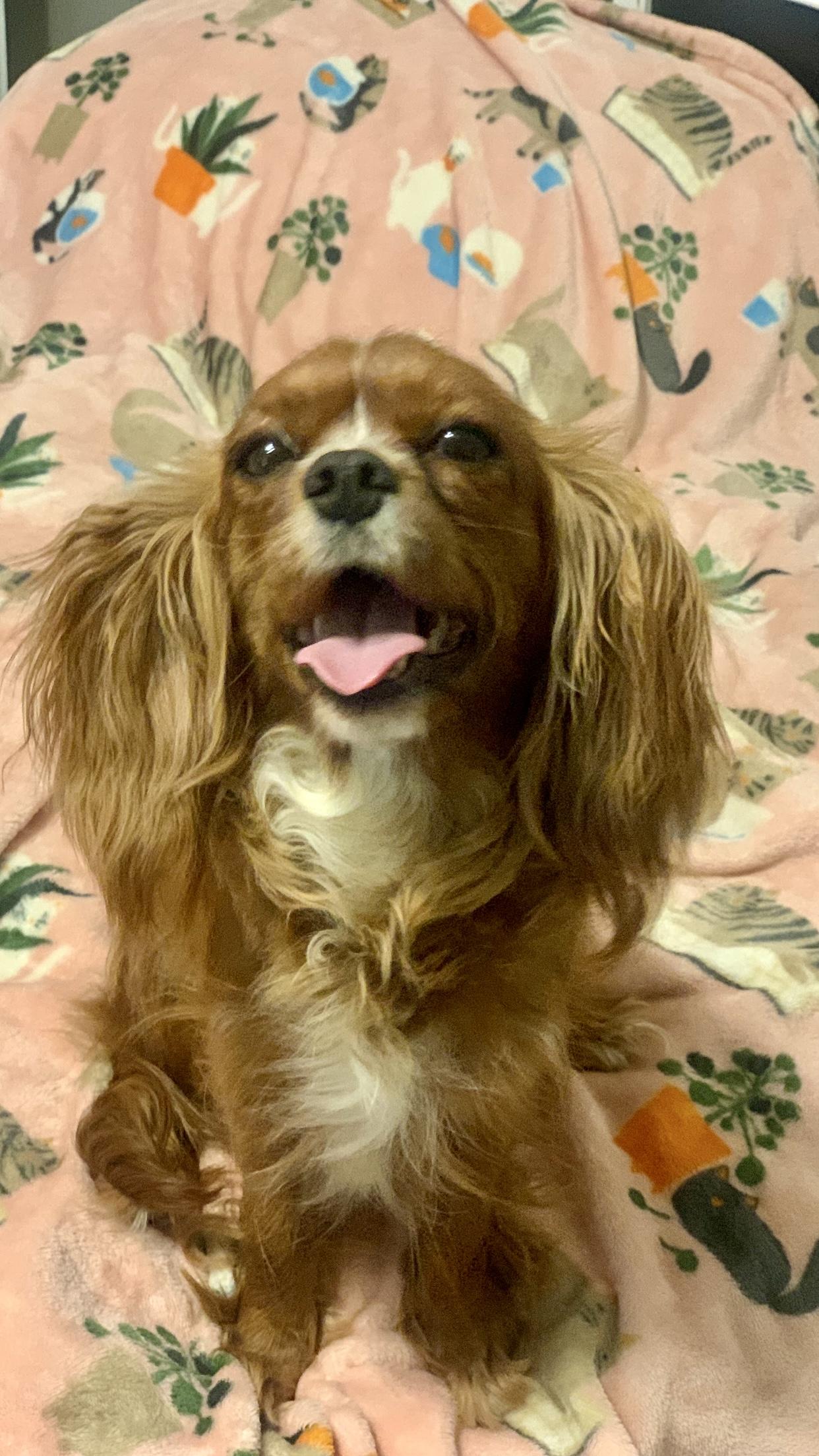Ruby, an adopted Cavalier King Charles Spaniel in Atlanta, GA image 2/2