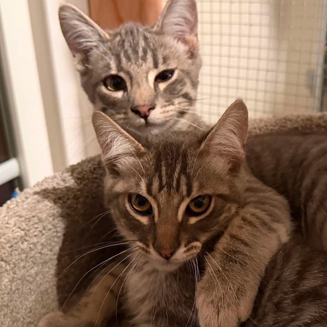 Enlarge Indiana and Jones, a Adoptable mixed breed in North Hollywood, CA image 1/1