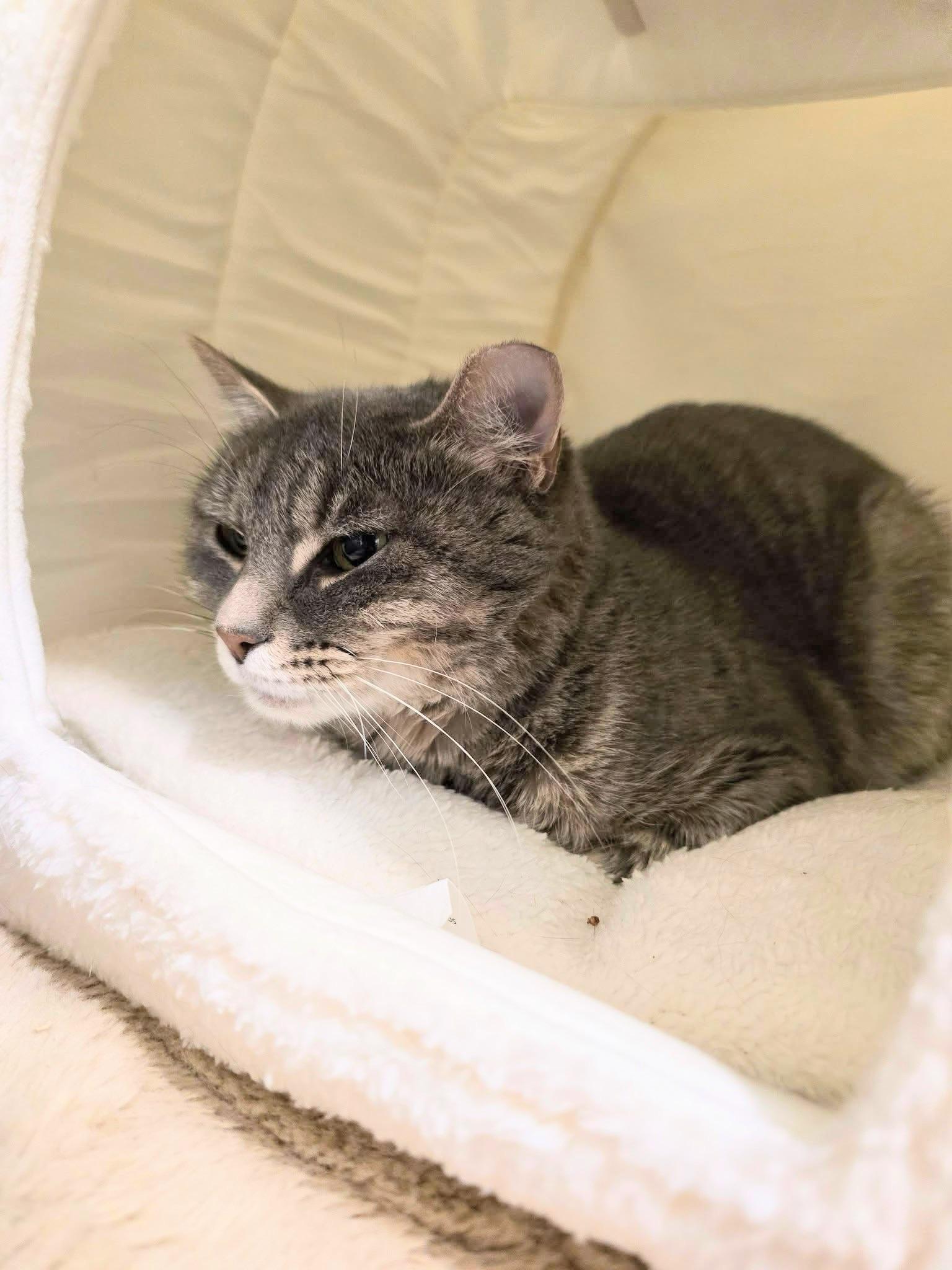 Enlarge Piper , a ADOPTABLE Domestic Short Hair in Enfield, CT image 2/4