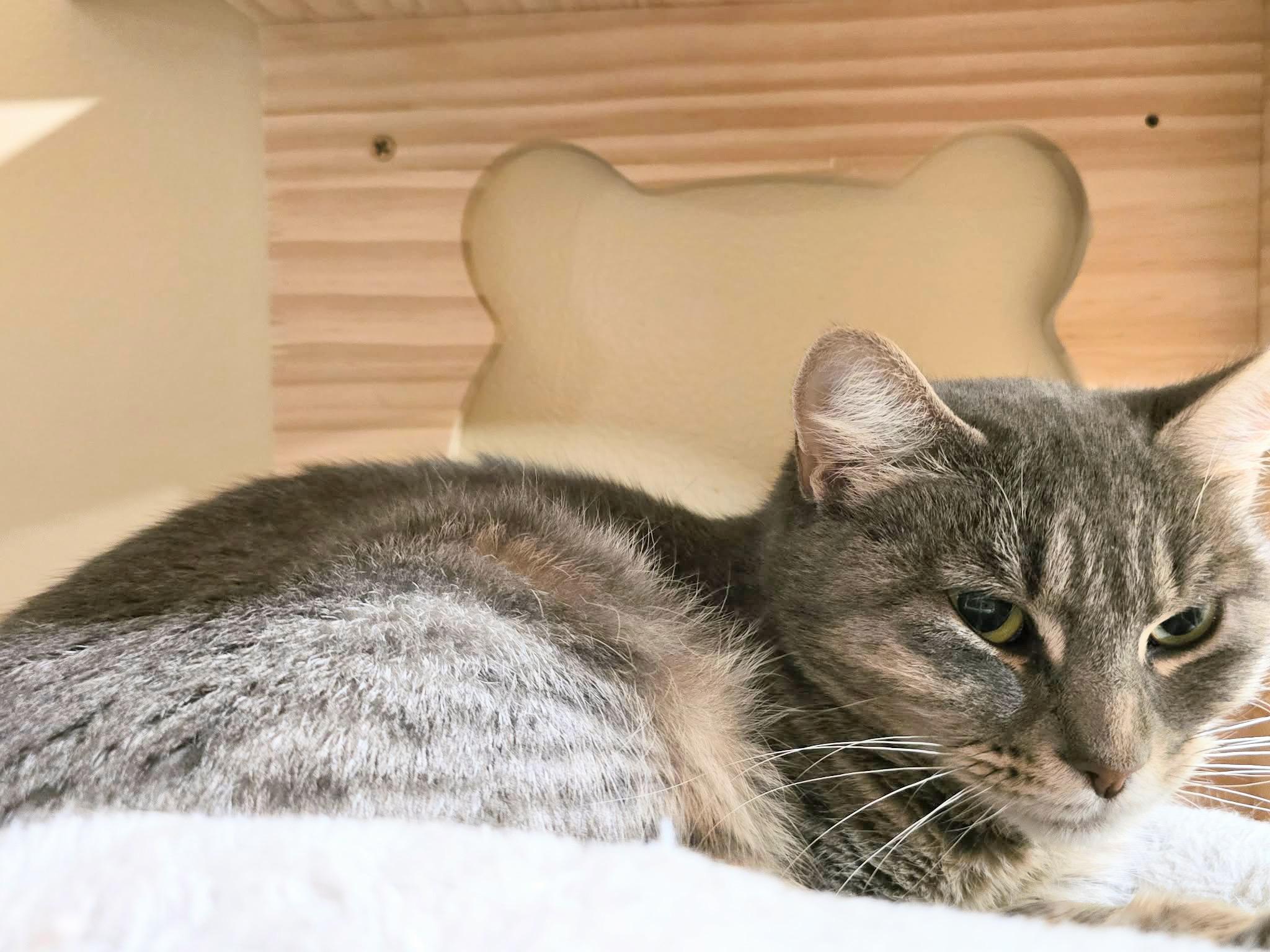 Enlarge Piper , a ADOPTABLE Domestic Short Hair in Enfield, CT image 3/4