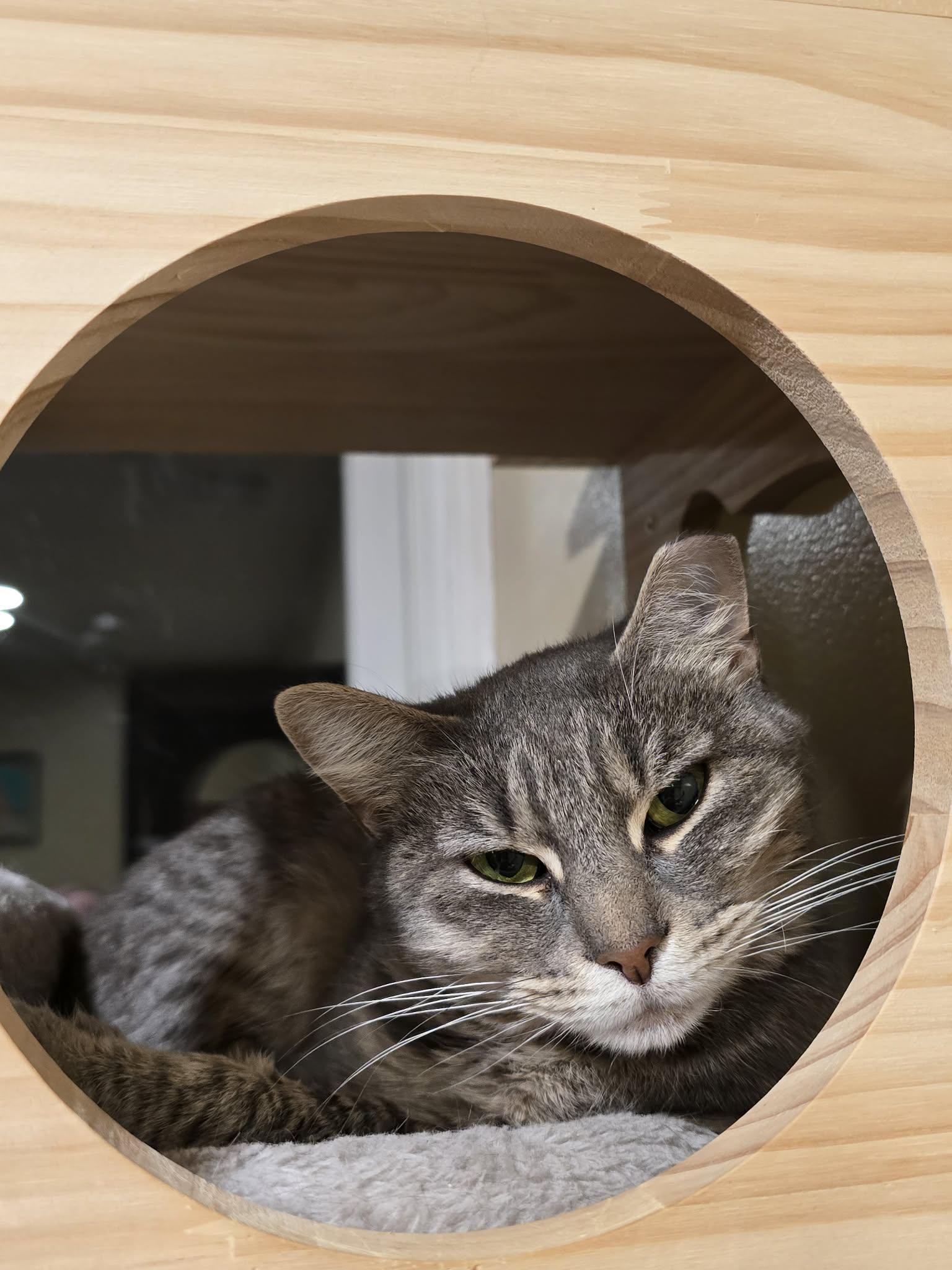 Enlarge Piper , a ADOPTABLE Domestic Short Hair in Enfield, CT image 1/4