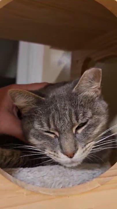 Enlarge Piper , a ADOPTABLE Domestic Short Hair in Enfield, CT video 4/4