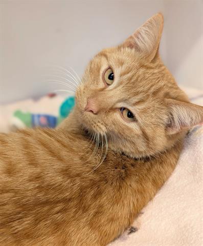 Enlarge DYLAN, a Adoptable Domestic Short Hair in Canfield, OH image 1/4