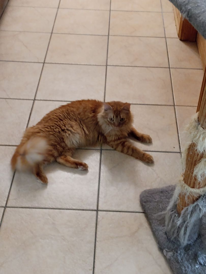 Tigger, Adopted, Adult Male Maine Coon.