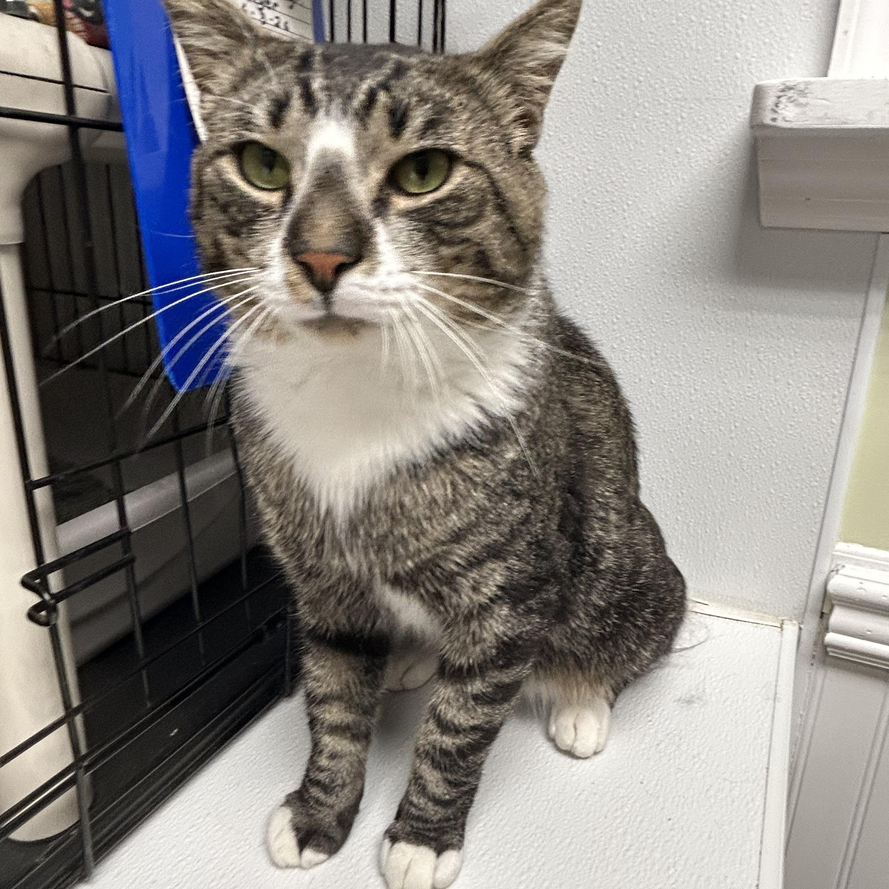 Moose, ADOPTABLE, Young Male Domestic Short Hair.