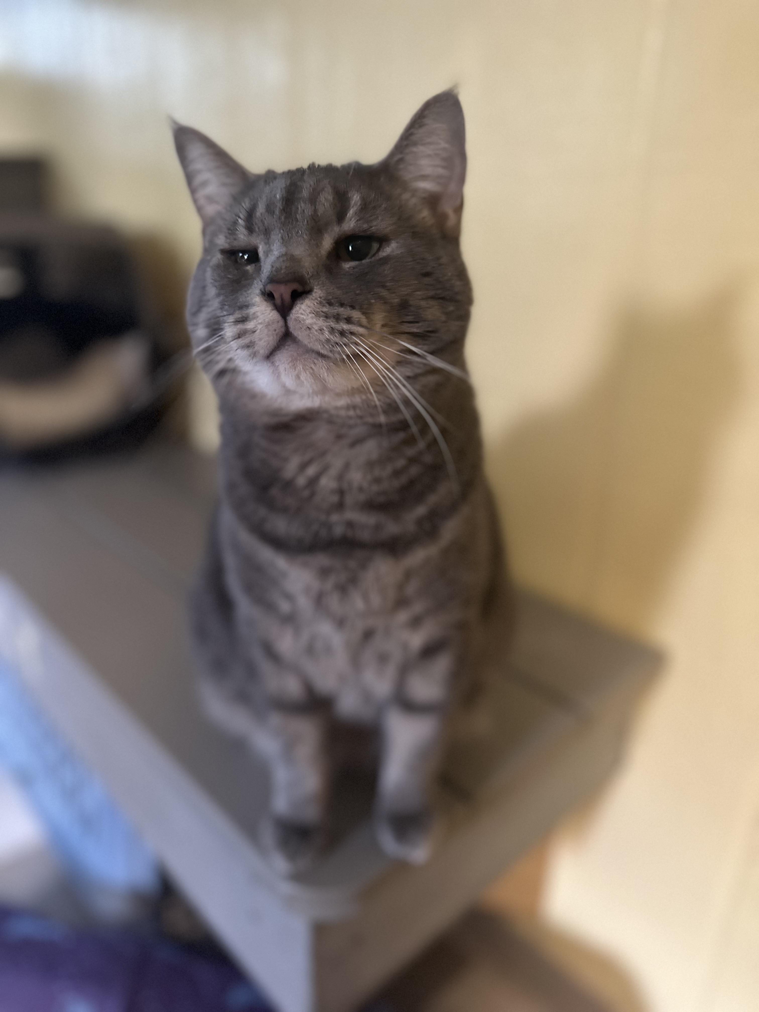 Enlarge Yoda, a Adoptable Domestic Short Hair in North East, MD image 1/2