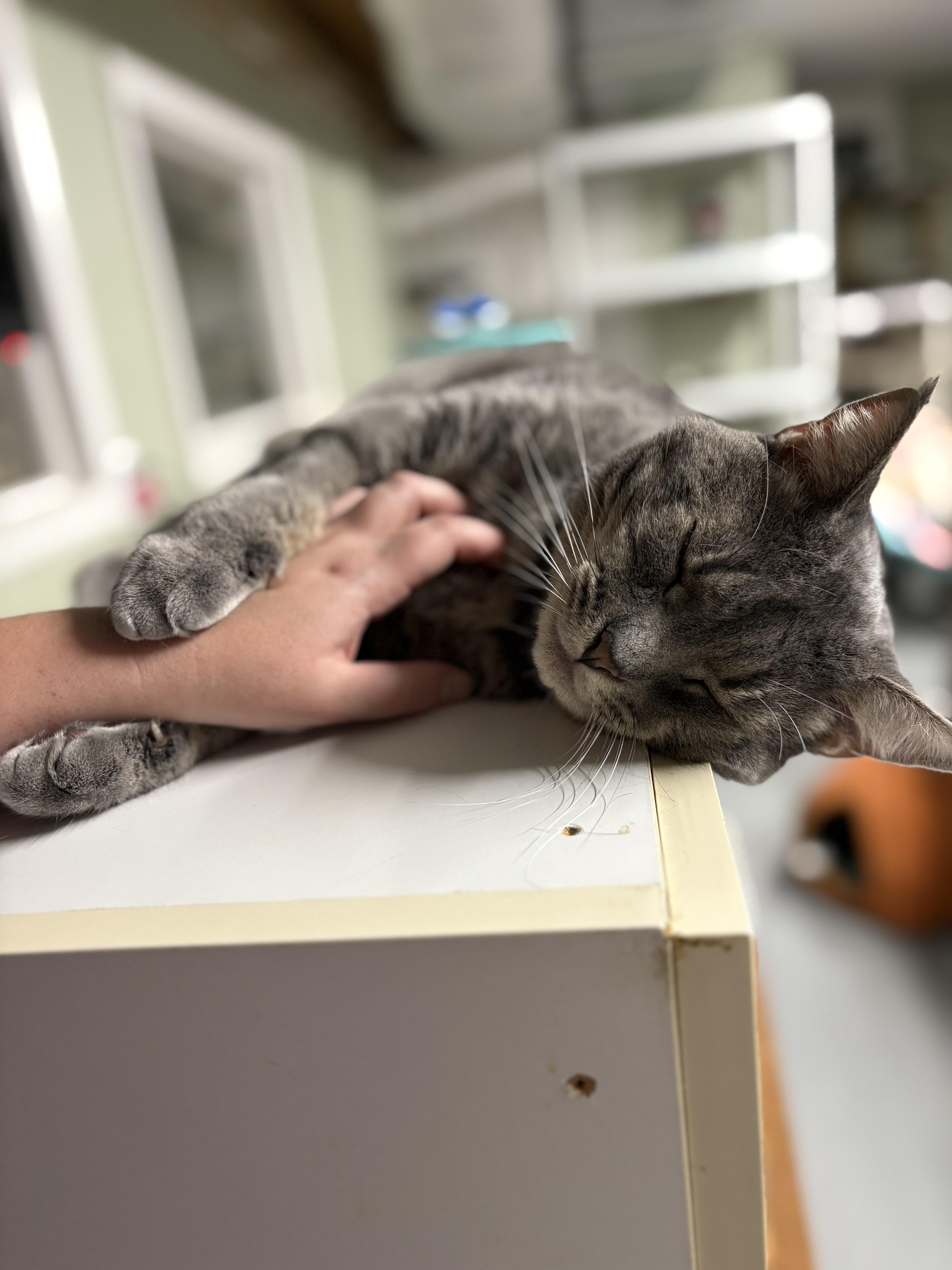 Yoda, Adoptable, Adult Male Domestic Short Hair.