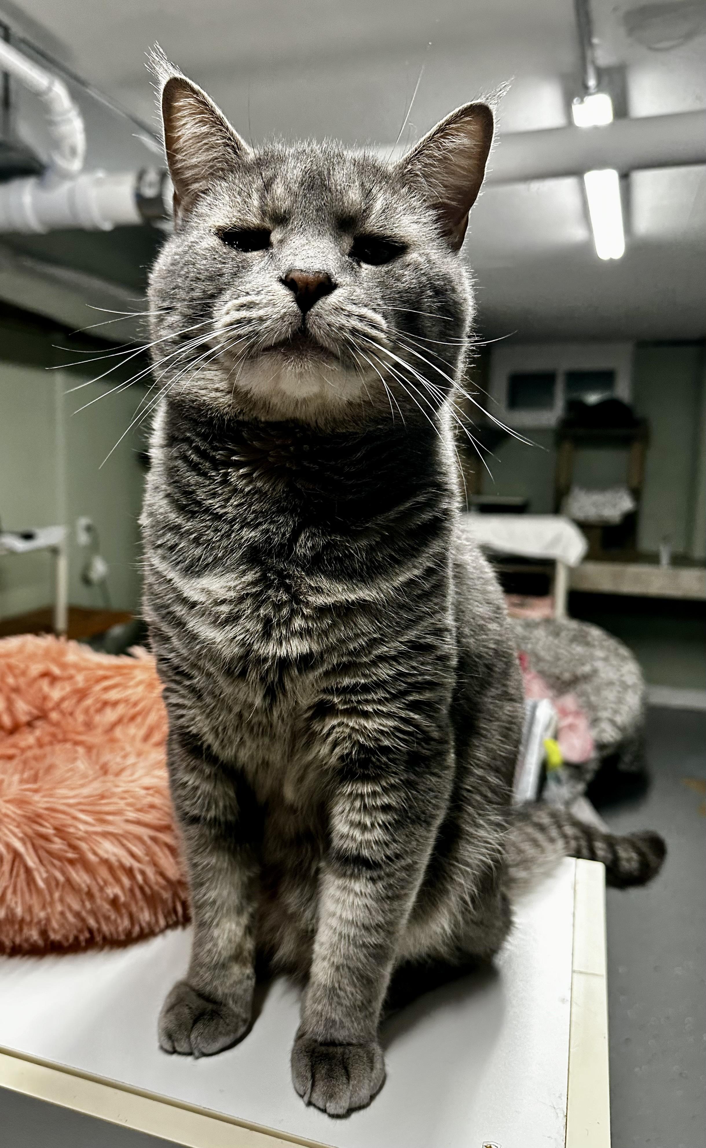 Enlarge Yoda, a Adoptable Domestic Short Hair in North East, MD image 1/3