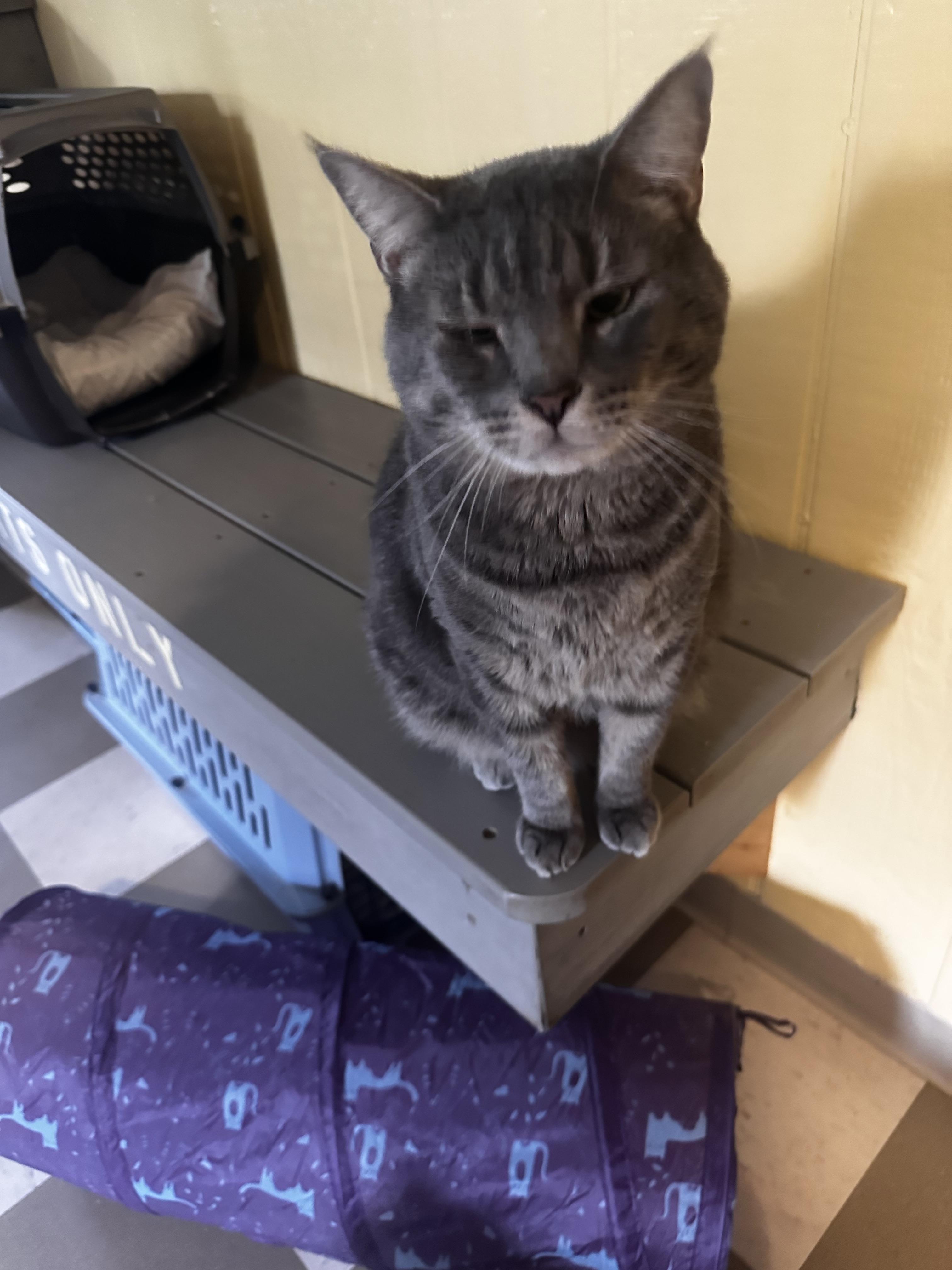 Enlarge Yoda, a Adoptable Domestic Short Hair in North East, MD image 2/2