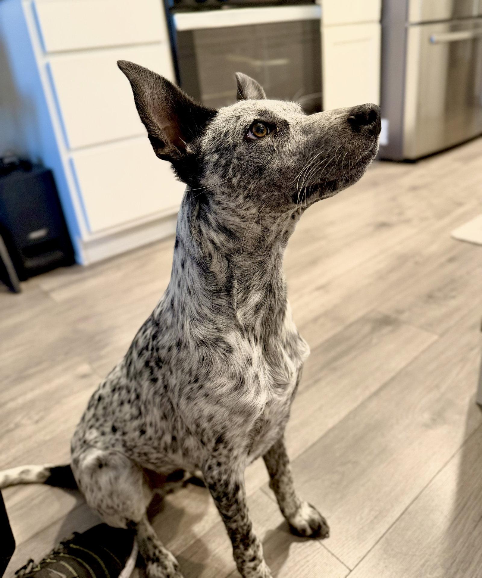 Squeeks, Adoptable, Young Male Cattle Dog.