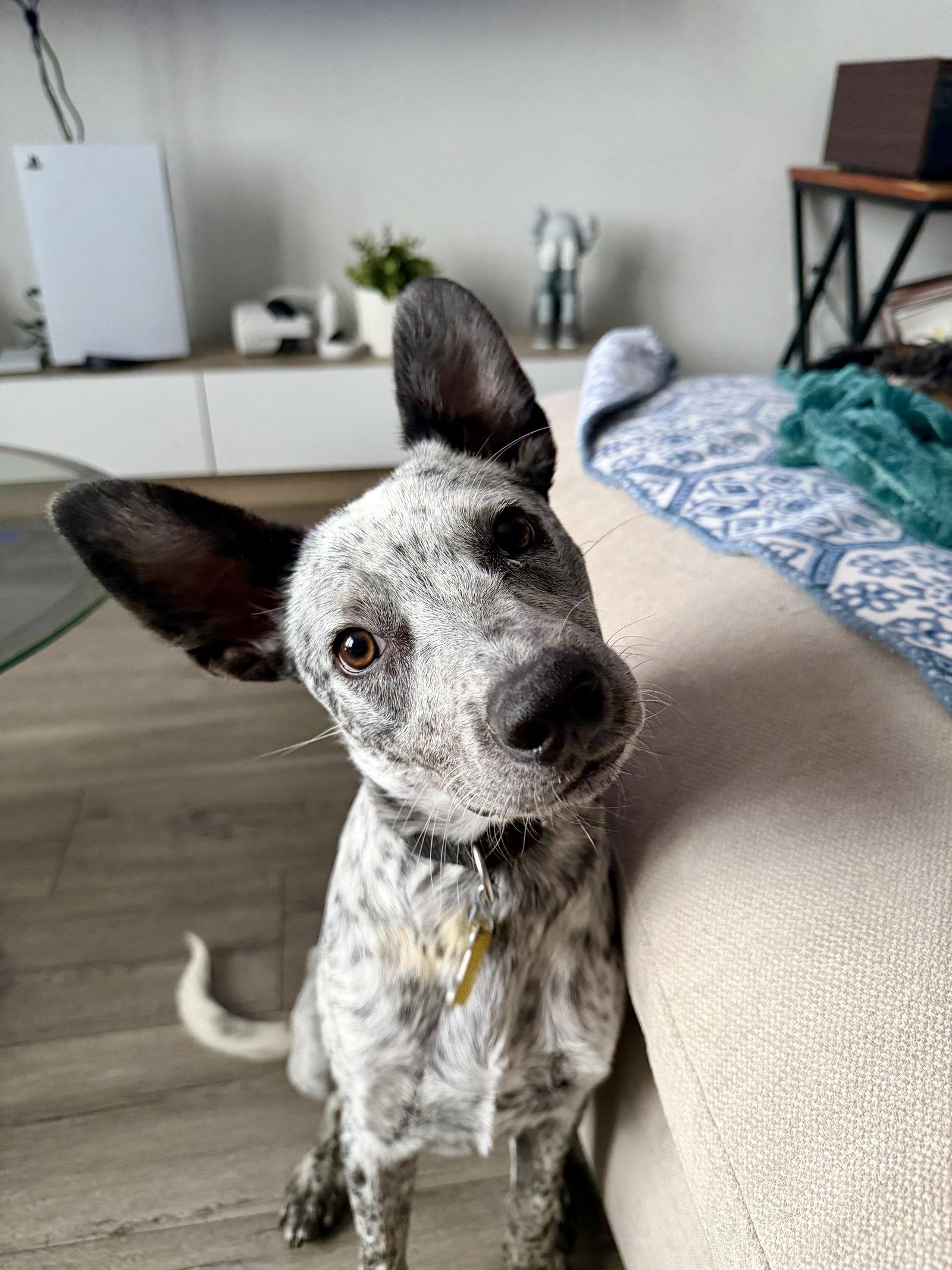 Enlarge Squeeks, a Adoptable Cattle Dog in Salt Lake City, UT image 2/3