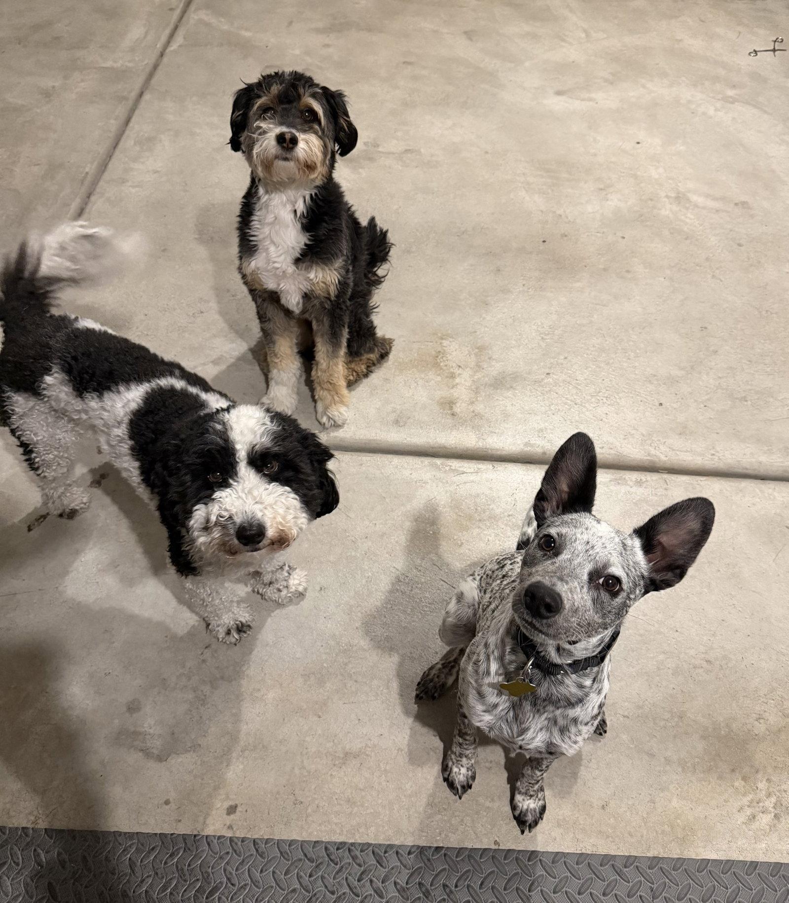 Enlarge Squeeks, a Adoptable Cattle Dog in Salt Lake City, UT image 3/3