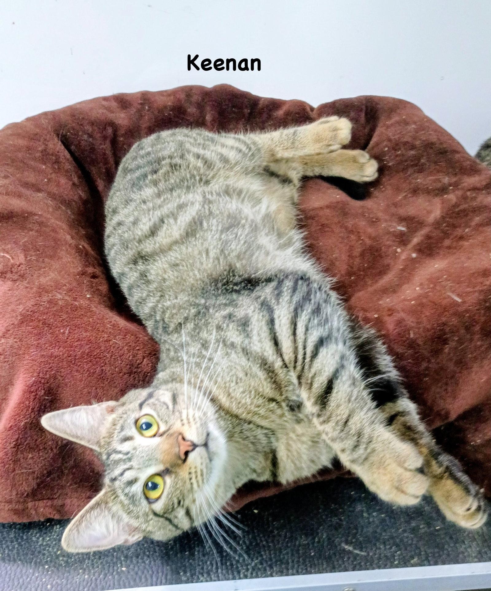 Keenan, Adoptable, Adult Male Domestic Short Hair & Tabby.