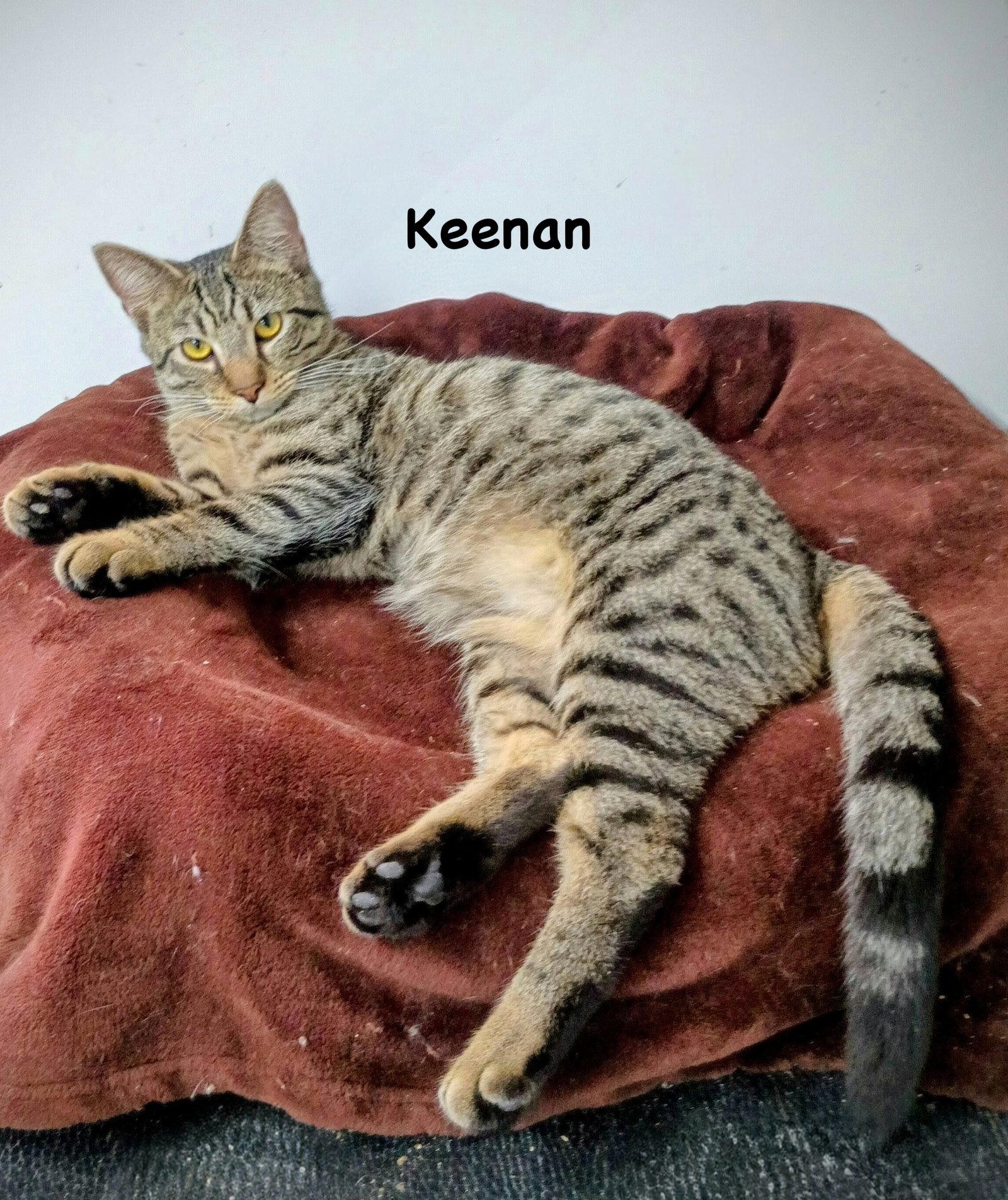 Keenan, Adoptable, Adult Male Domestic Short Hair & Tabby.