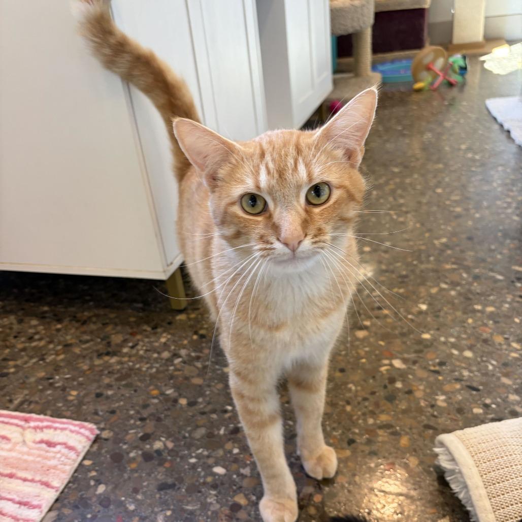 Romy, Adoptable, Young Male Domestic Short Hair.