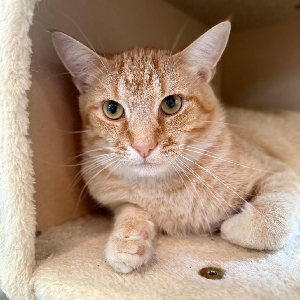 Romy, Adoptable, Young Male Domestic Short Hair.