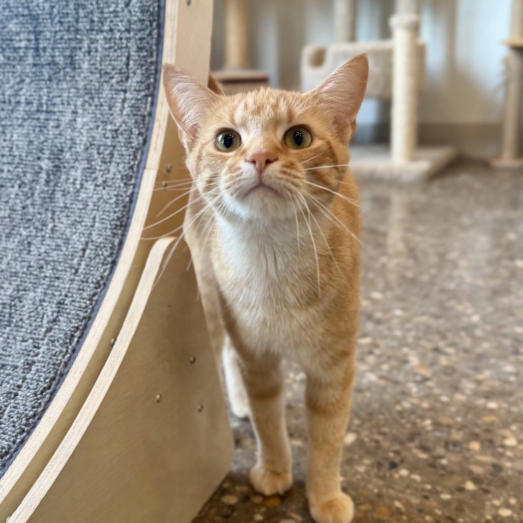 Enlarge Romy, a Adoptable Domestic Short Hair in Louisville, KY image 2/4