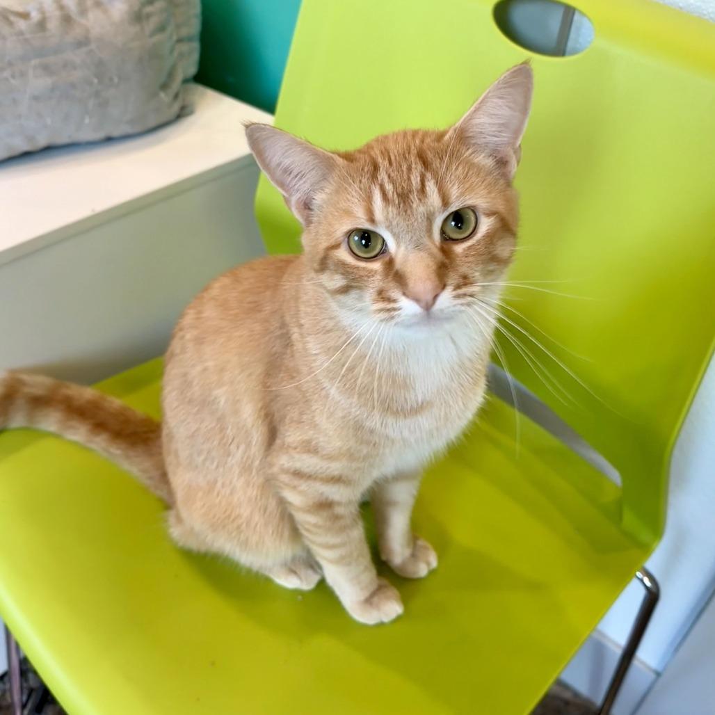 Enlarge Romy, a Adoptable Domestic Short Hair in Louisville, KY image 4/6
