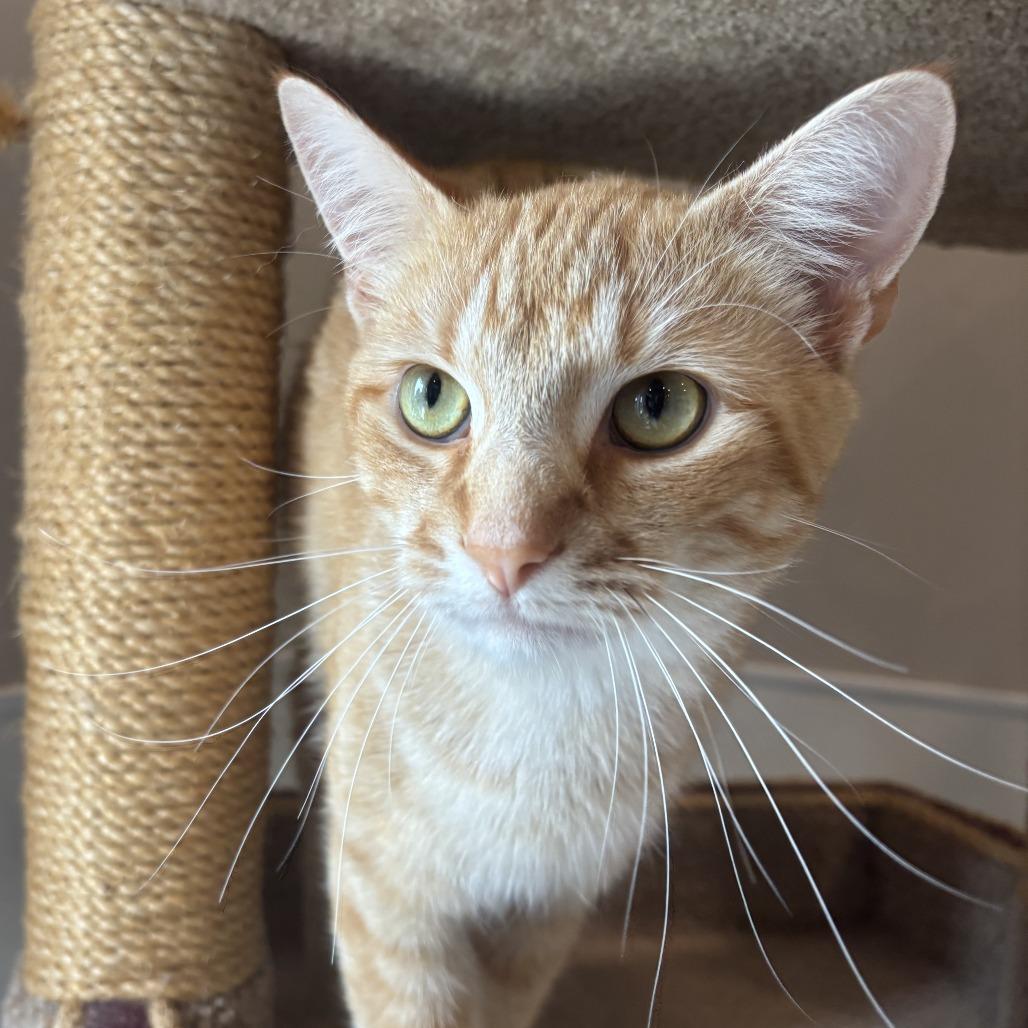 Enlarge Romy, a Adoptable Domestic Short Hair in Louisville, KY image 3/4