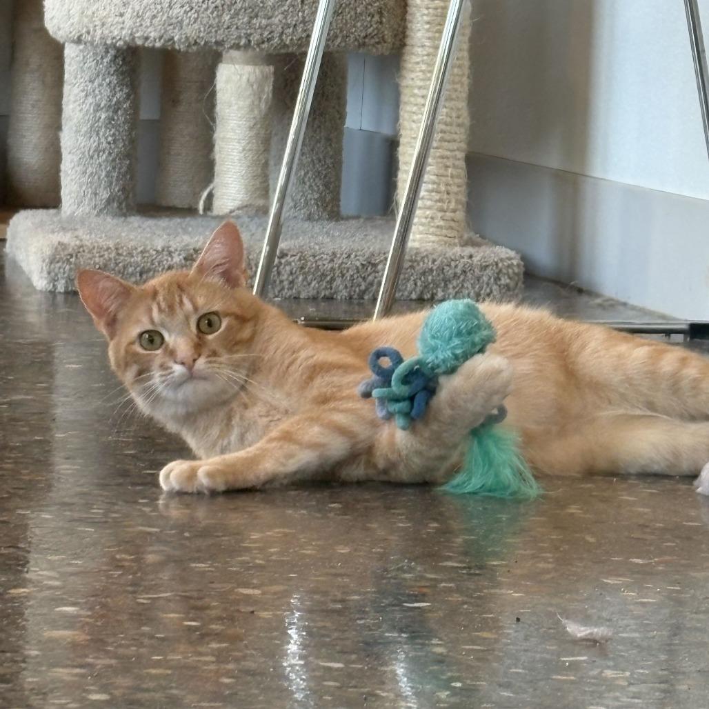 Enlarge Romy, a Adoptable Domestic Short Hair in Louisville, KY image 6/6