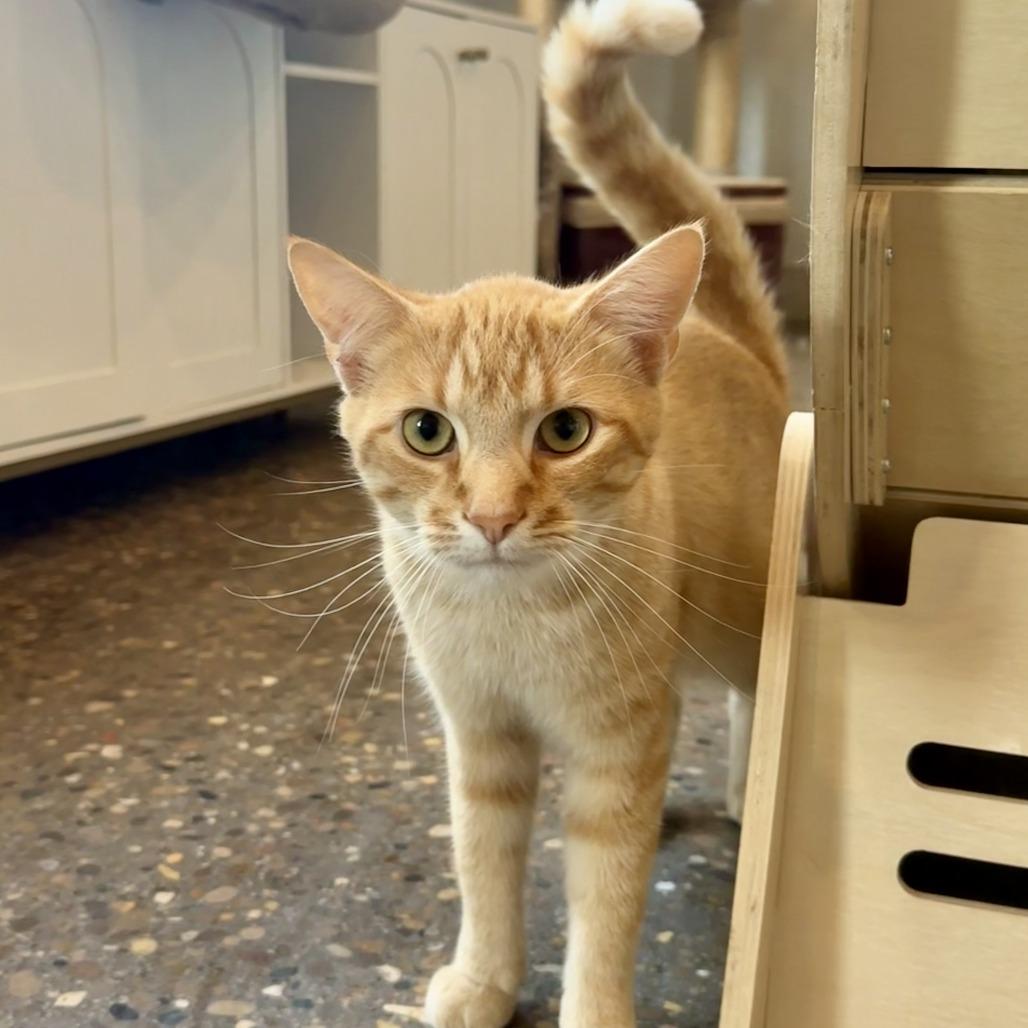 Enlarge Romy, a Adoptable Domestic Short Hair in Louisville, KY image 4/4