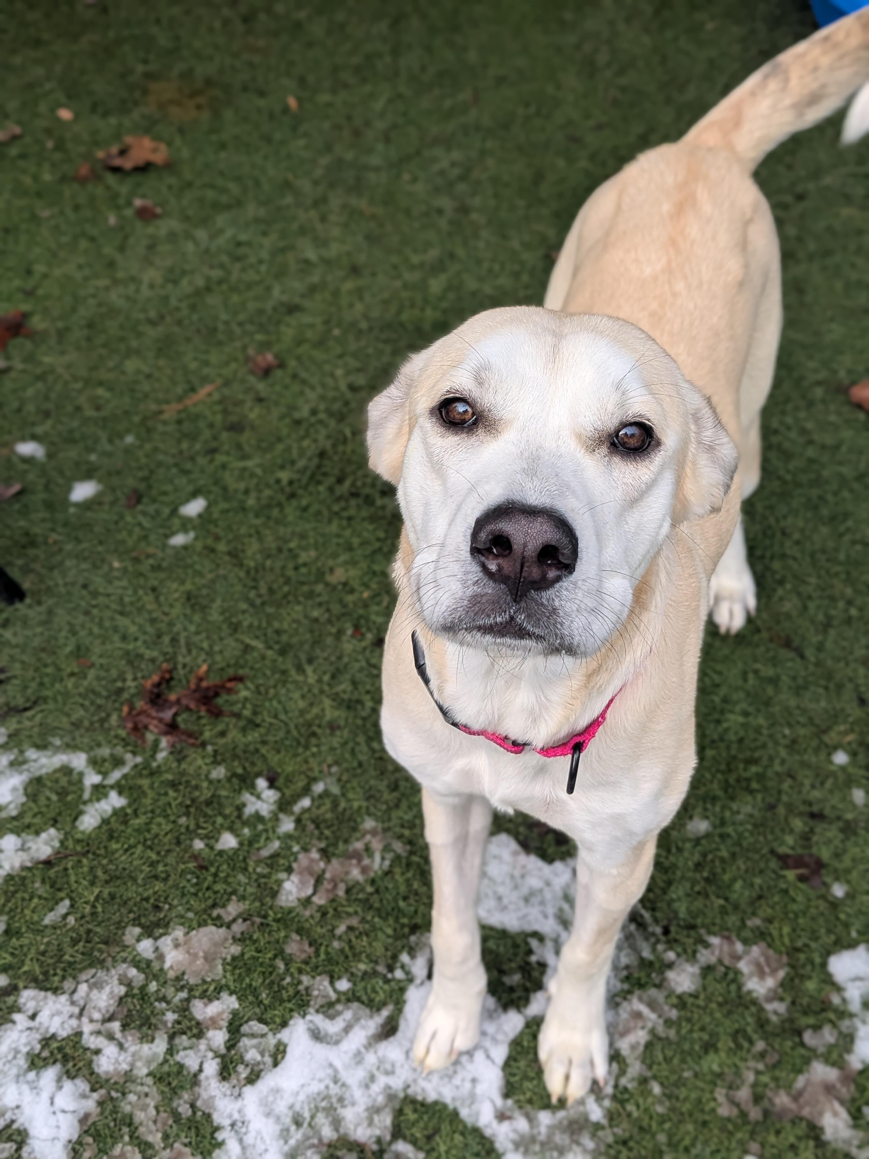 Maya, ADOPTABLE, Young Female Yellow Labrador Retriever.