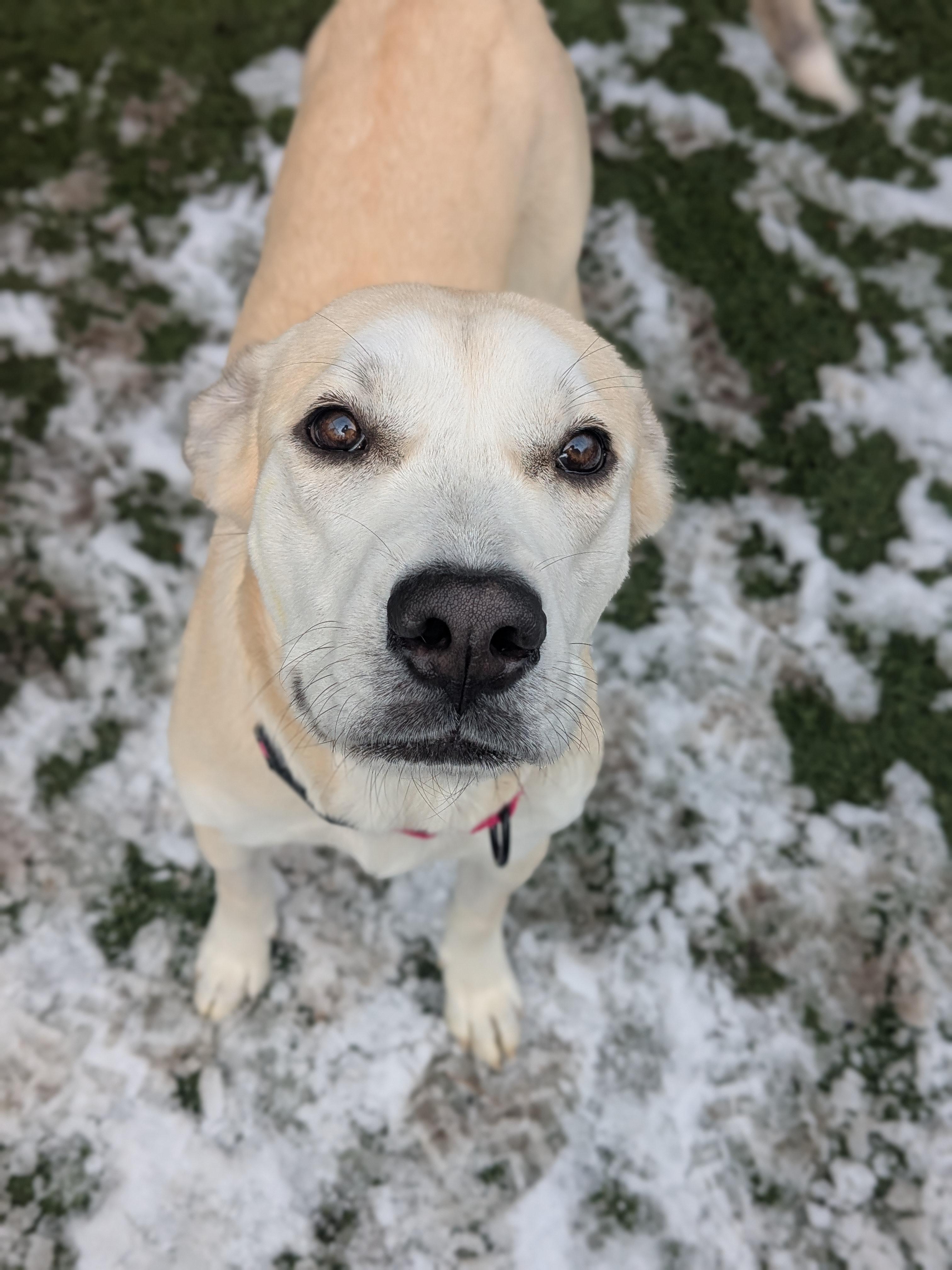 Enlarge Maya, a ADOPTABLE mixed breed in Sudbury, MA image 2/3