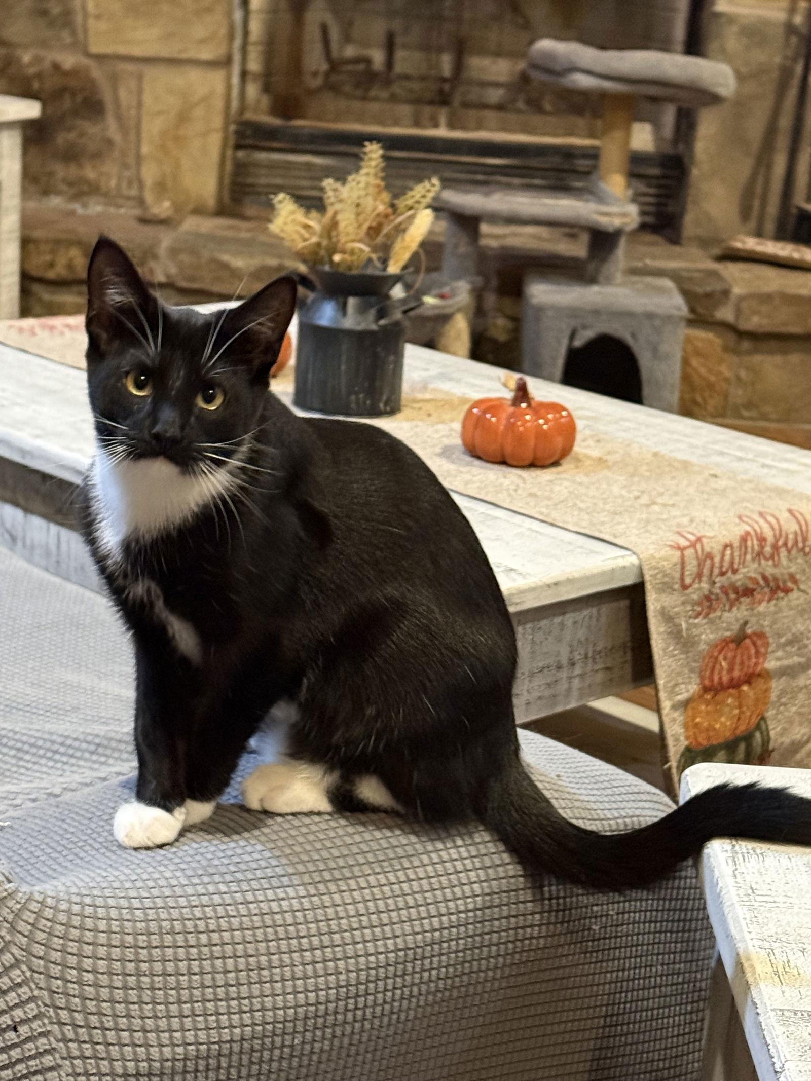 Enlarge Max, a Adoptable Domestic Short Hair in Mesquite, TX image 1/3