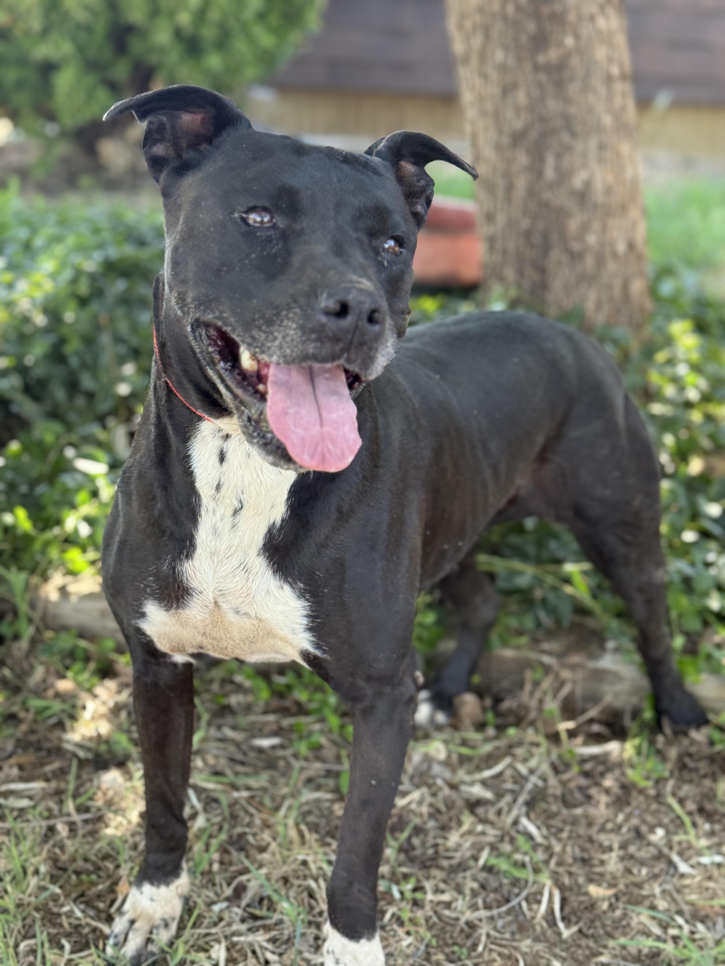 Enlarge Spears, a ADOPTABLE mixed breed in Lubbock, TX image 6/6