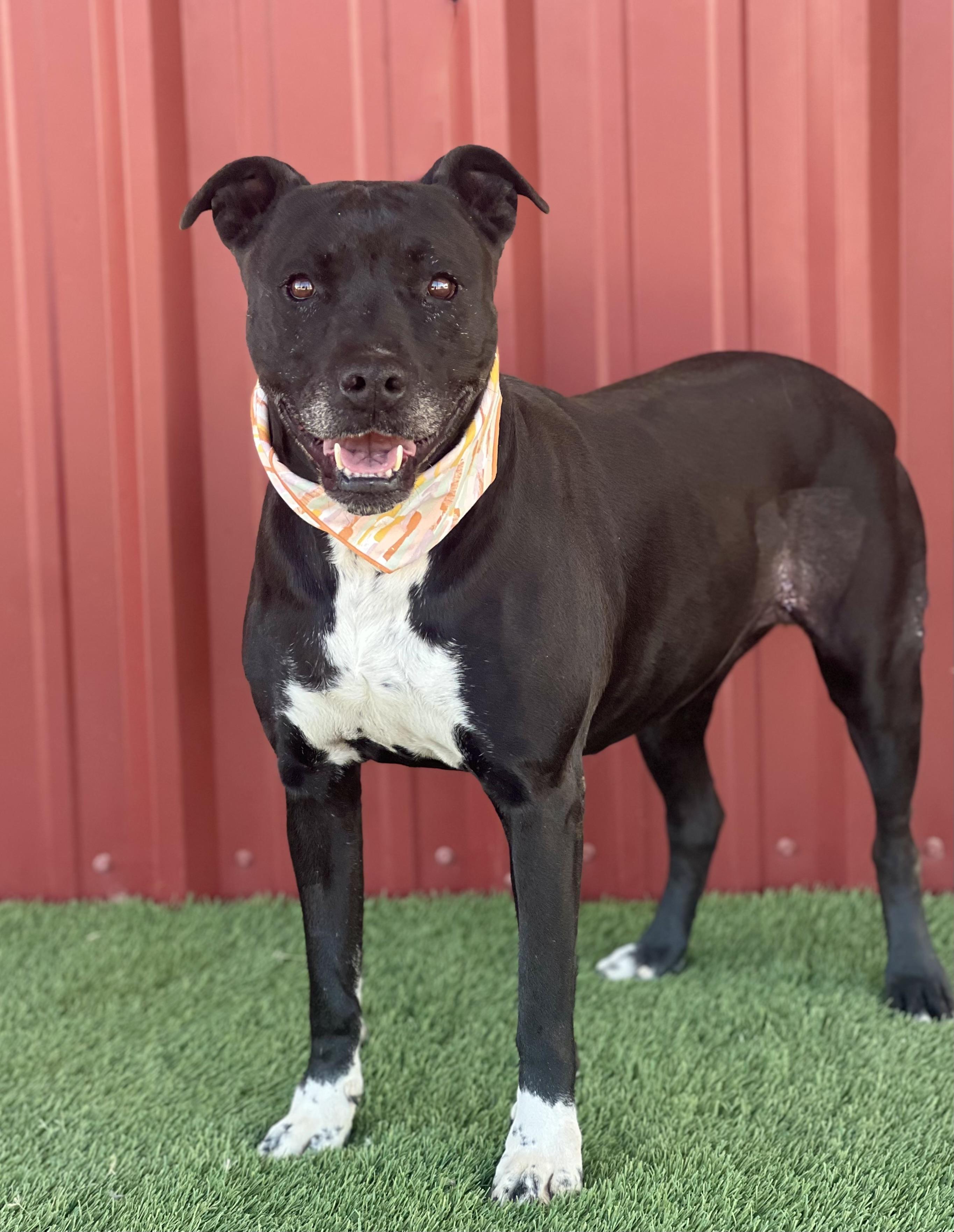 Enlarge Spears, a ADOPTABLE mixed breed in Lubbock, TX image 2/6