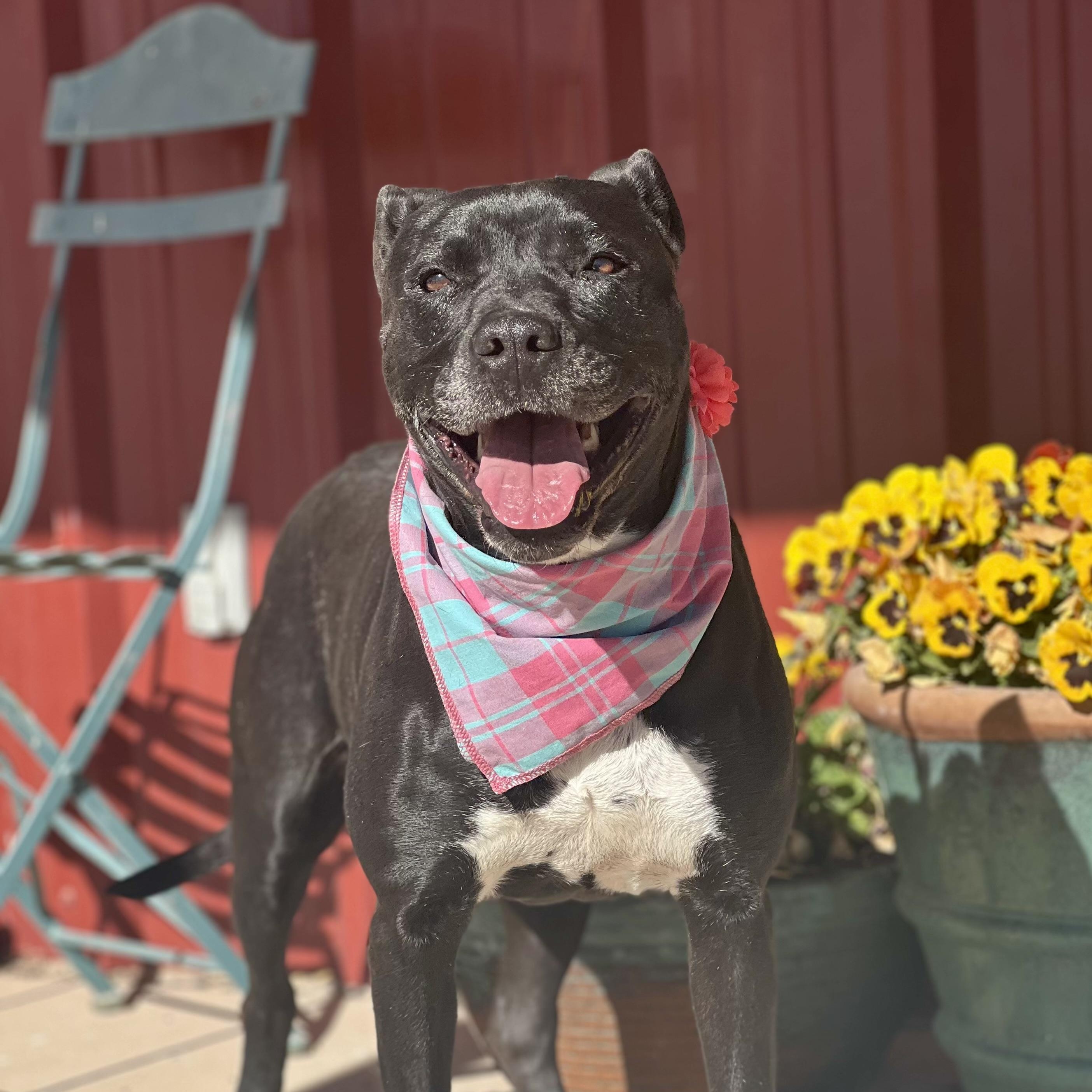 Spears, ADOPTABLE, Senior Female Pit Bull Terrier.