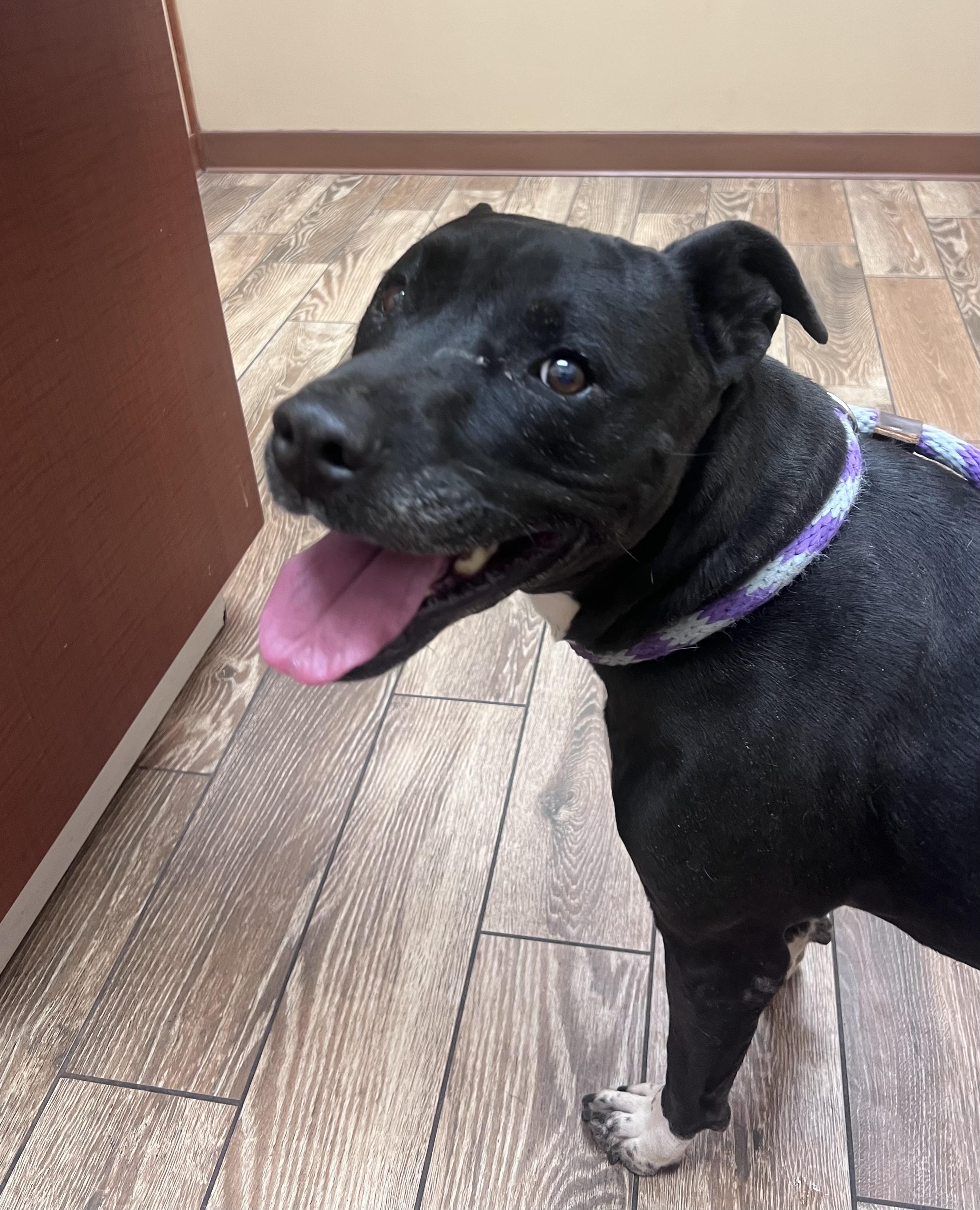 Enlarge Spears, a ADOPTABLE mixed breed in Lubbock, TX image 4/6